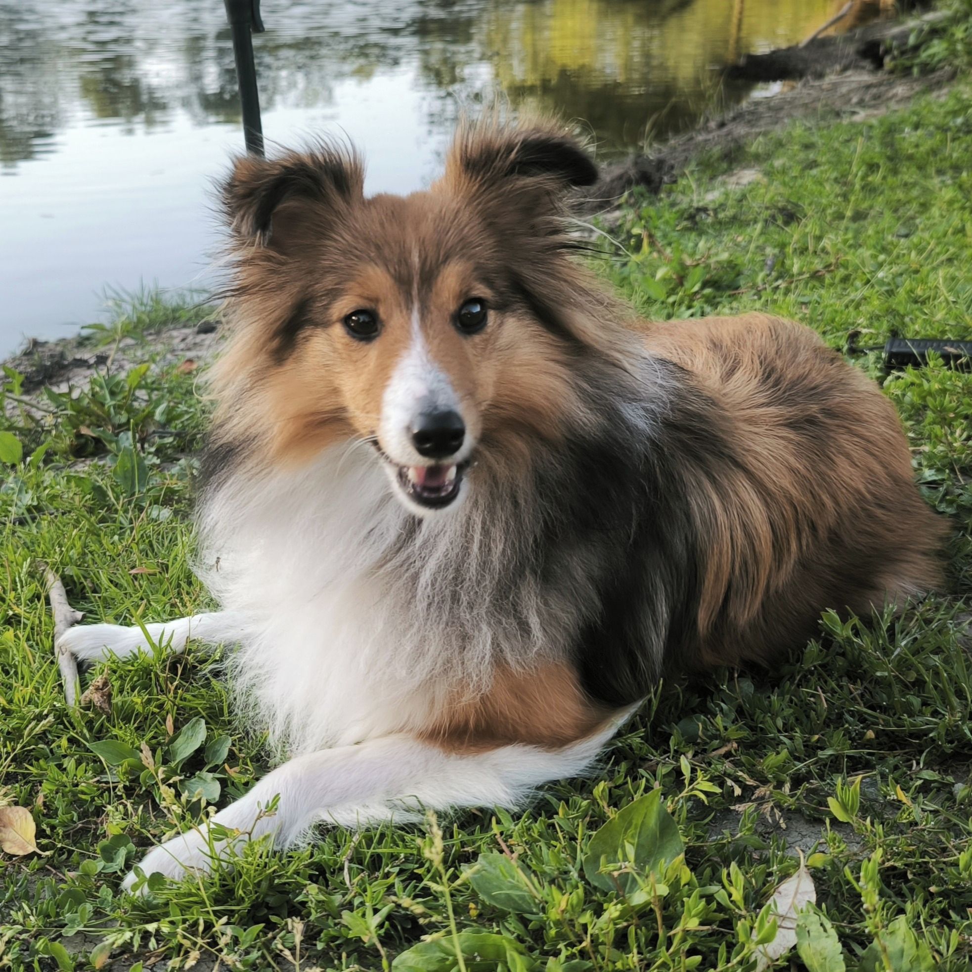 Soutěžní fotografie - Ejša,  Sheltie