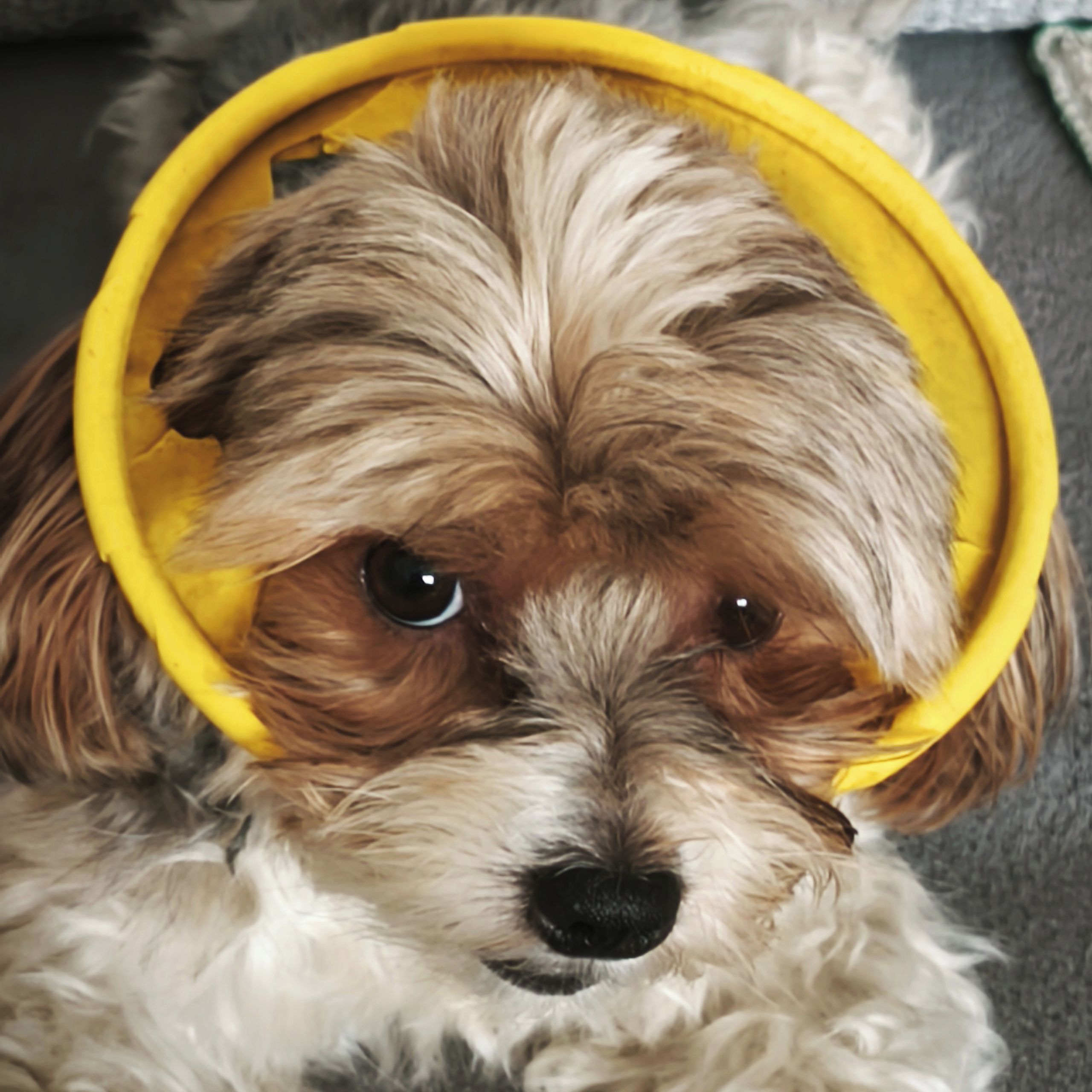 Soutěžní fotografie - Lucky,  Yorkšírský terier