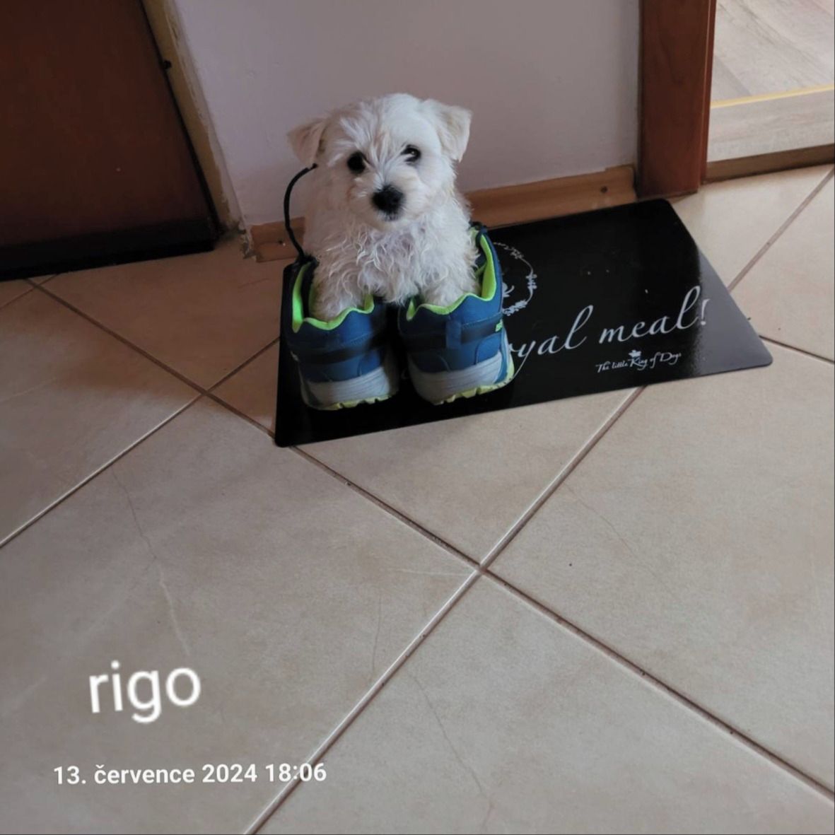 Soutěžní fotografie - Rigo,  West Highland White Terrier