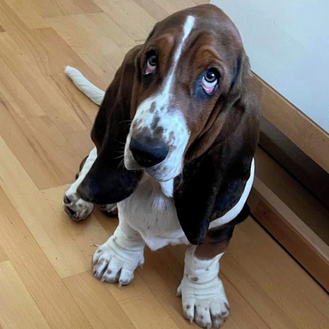 Soutěžní fotografie - Cecilka,  Basset Hound