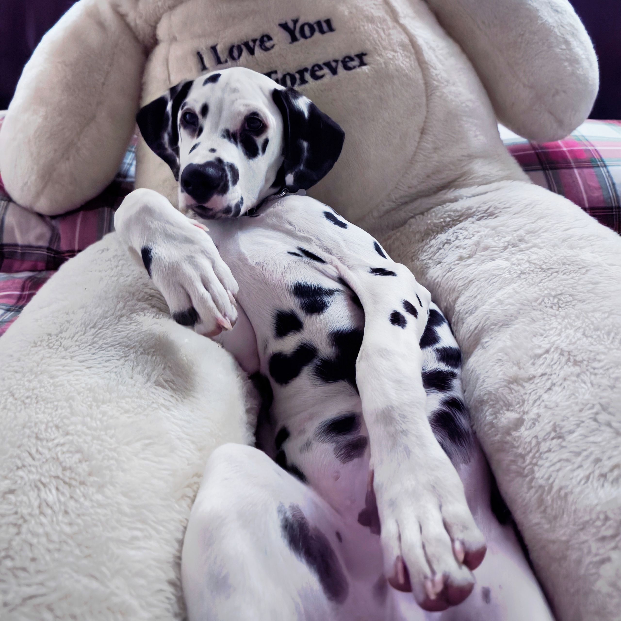 Soutěžní fotografie - Charlie,  Dalmatin