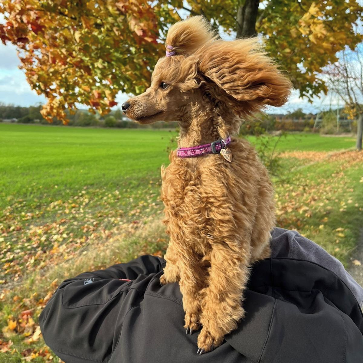 Soutěžní fotografie - Zara,  Pudl