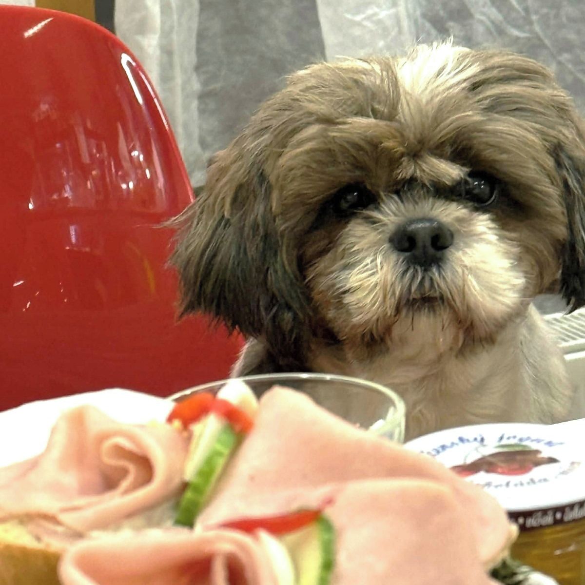 Soutěžní fotografie - Žofinka,  Shih-tzu