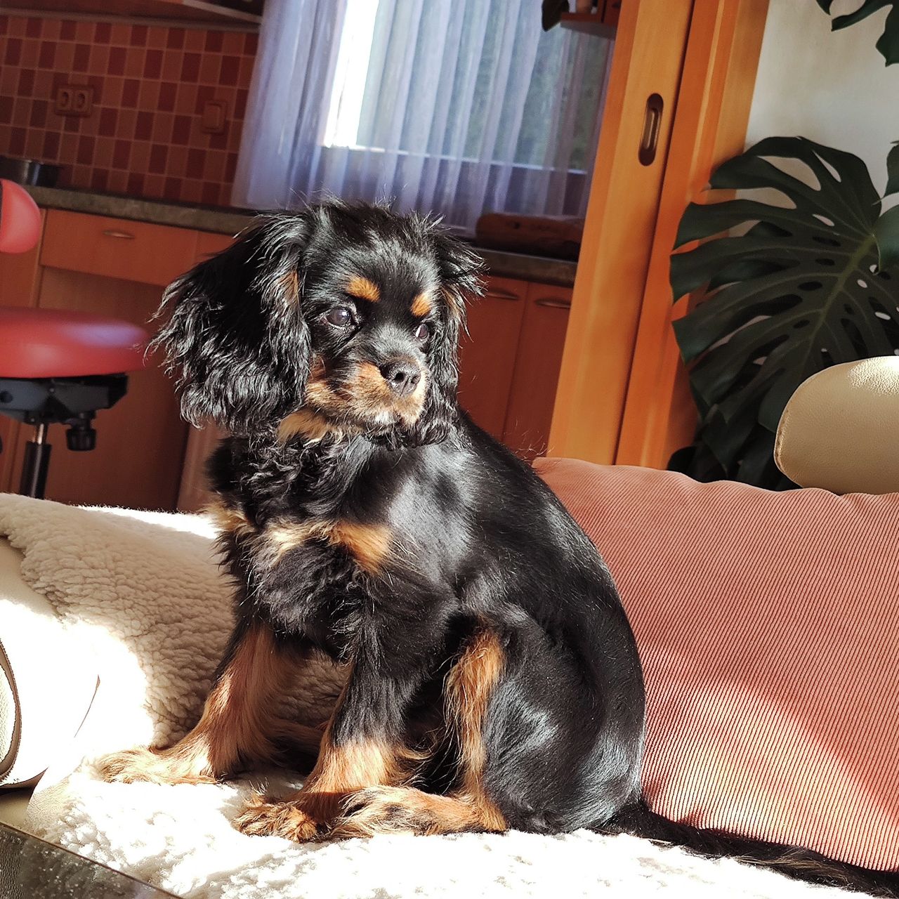 Soutěžní fotografie - Arty,  Kavalír King Charles španěl