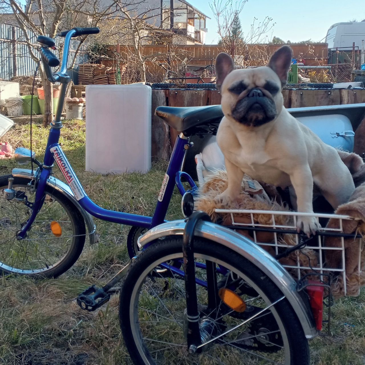 Soutěžní fotografie - Gejina,  Francouzský buldoček