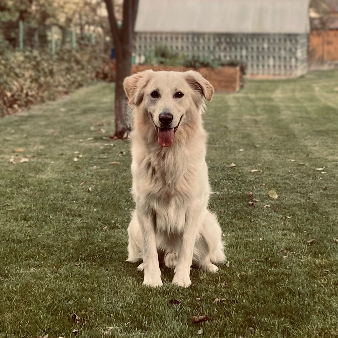 Soutěžní fotografie - Monty,  Bílý švýcarský ovčák