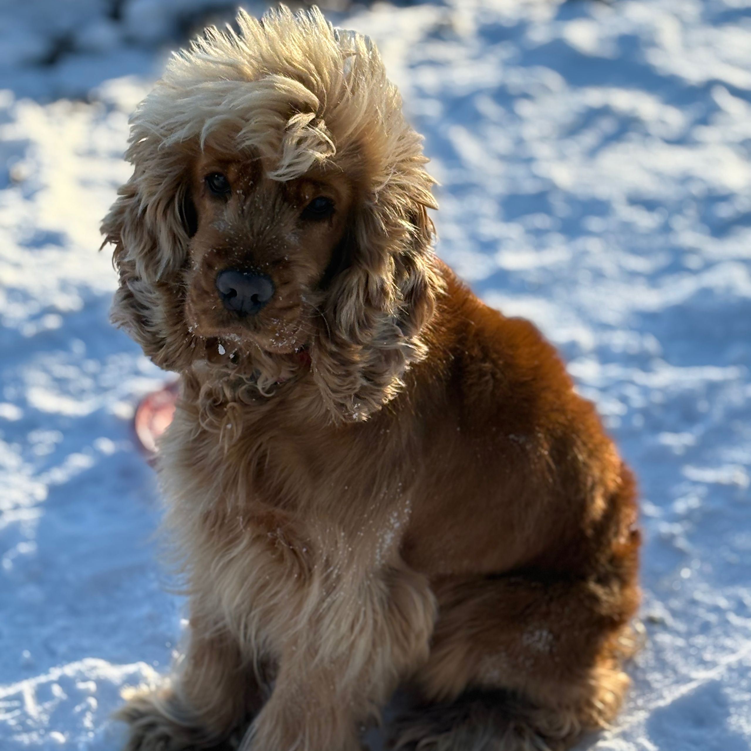 Soutěžní fotografie - Aranka,  Anglický kokršpaněl