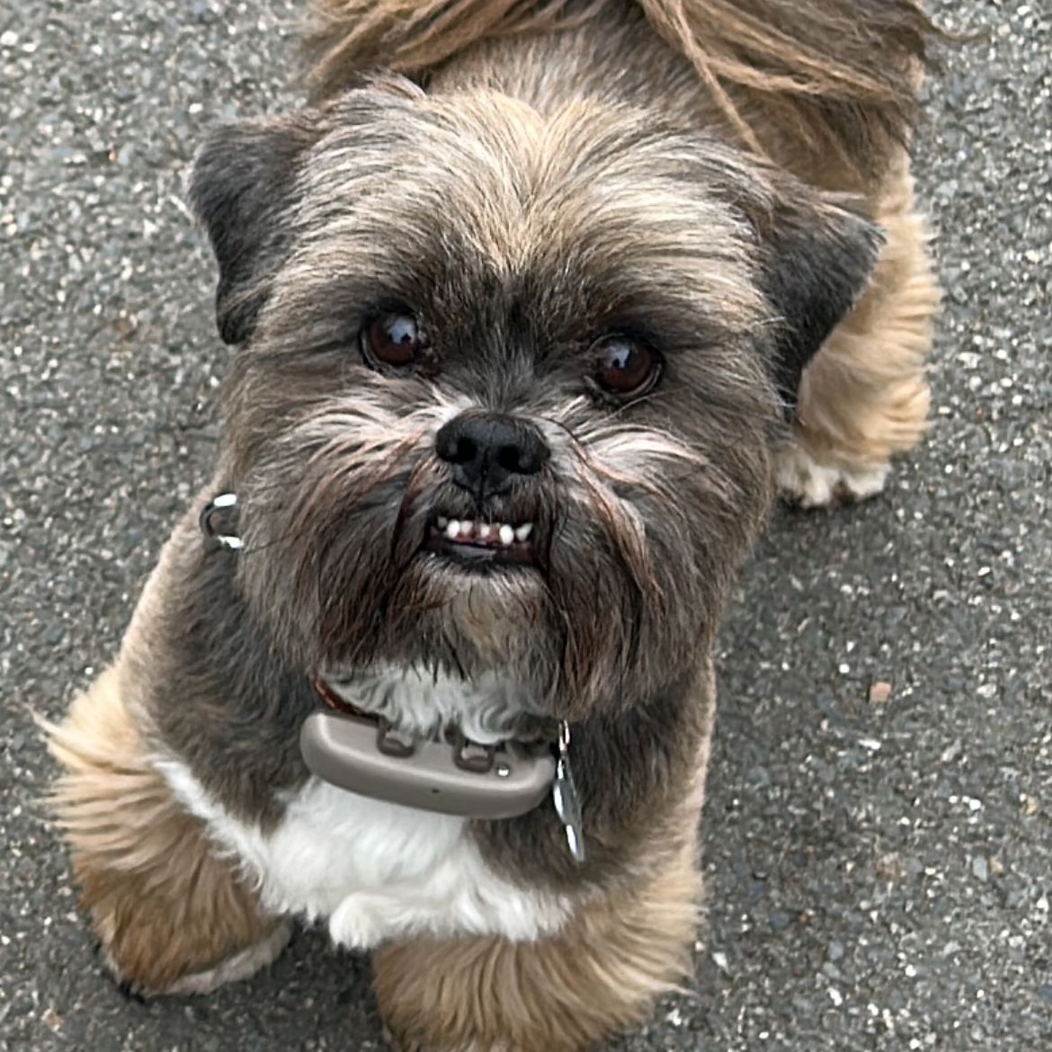 Soutěžní fotografie - Kája,  Lhasa Apso