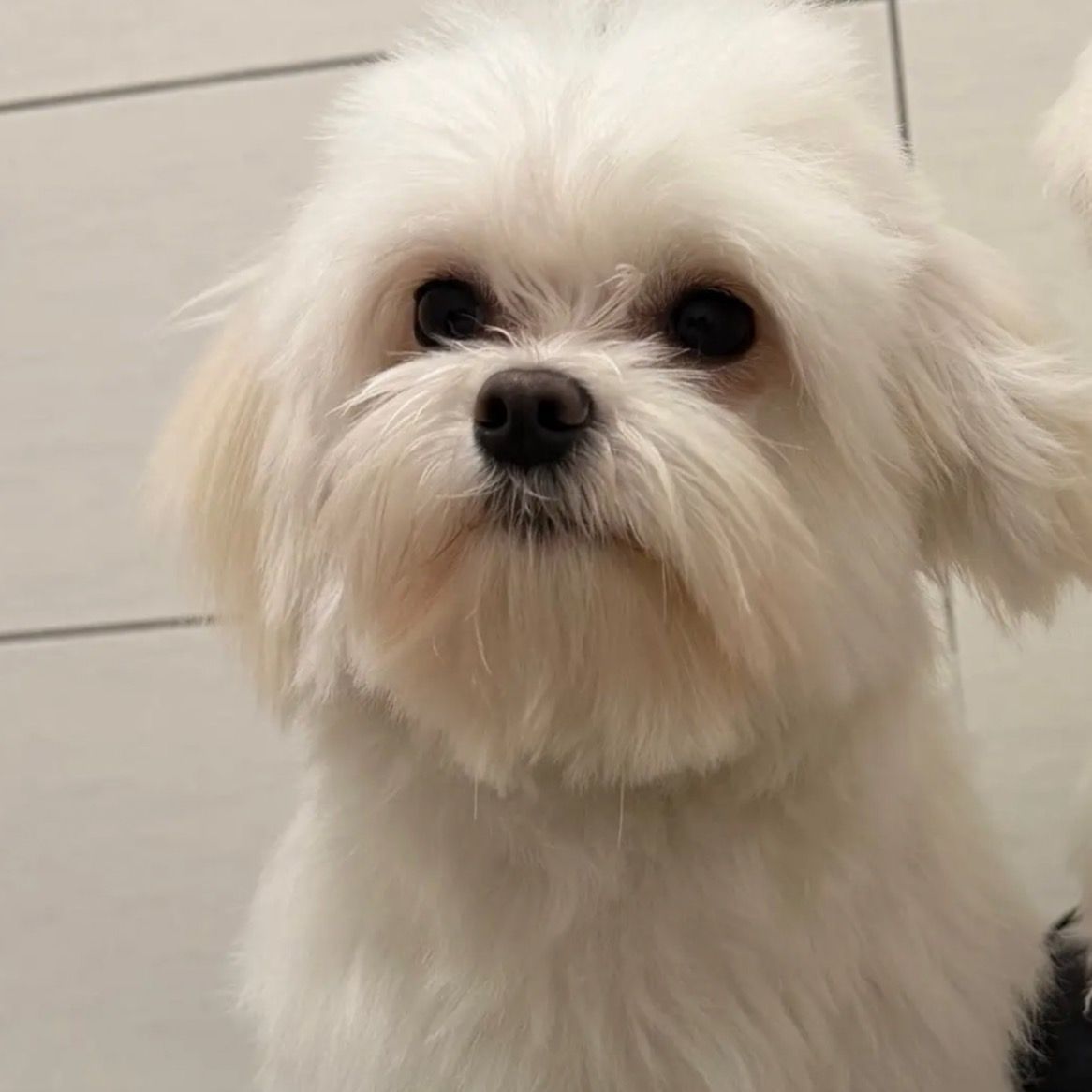 Soutěžní fotografie - Dorinka,  Maltézský psík