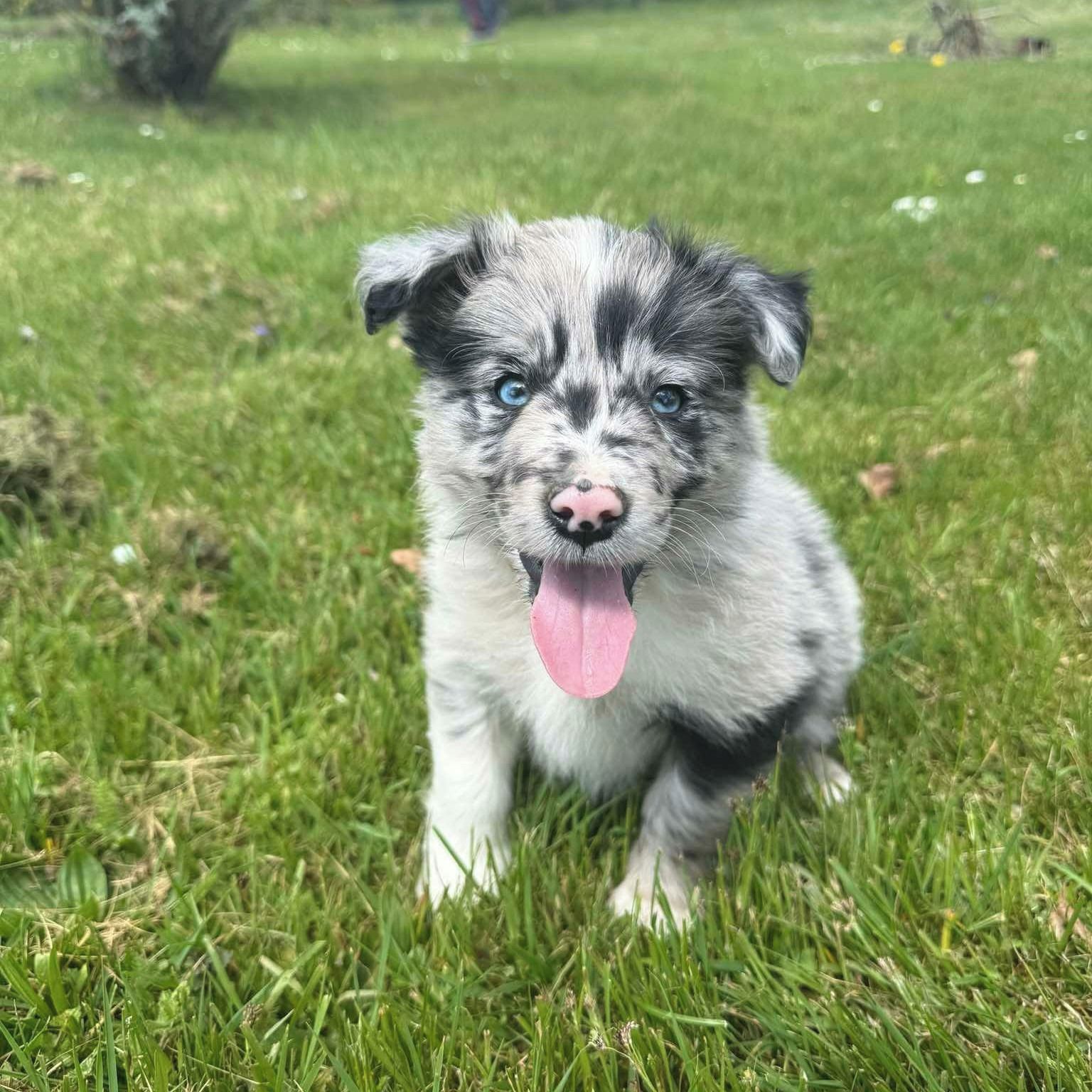 Soutěžní fotografie - Bohouš,  Border kolie