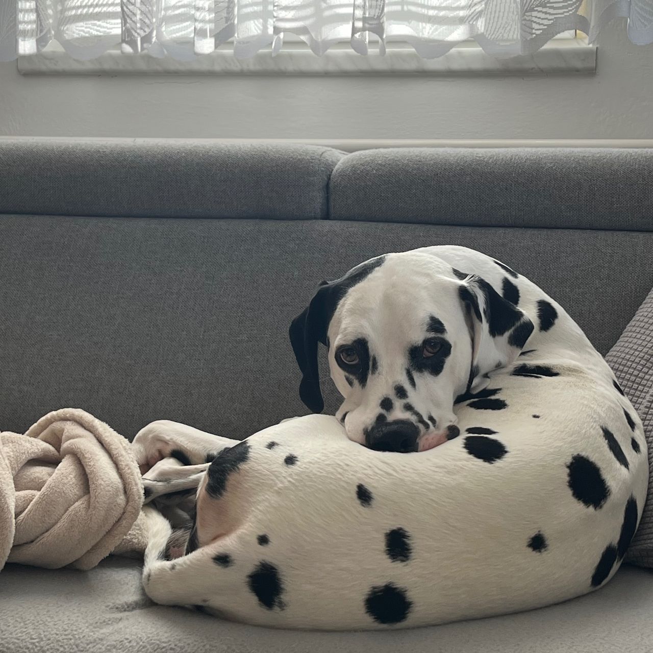 Soutěžní fotografie - Romeo,  Dalmatin