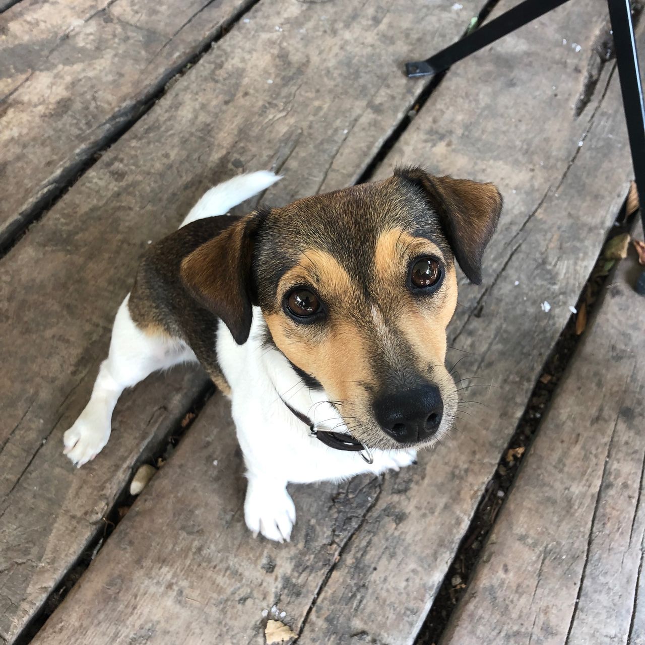 Soutěžní fotografie - Sushi,  Jack Russell Teriér