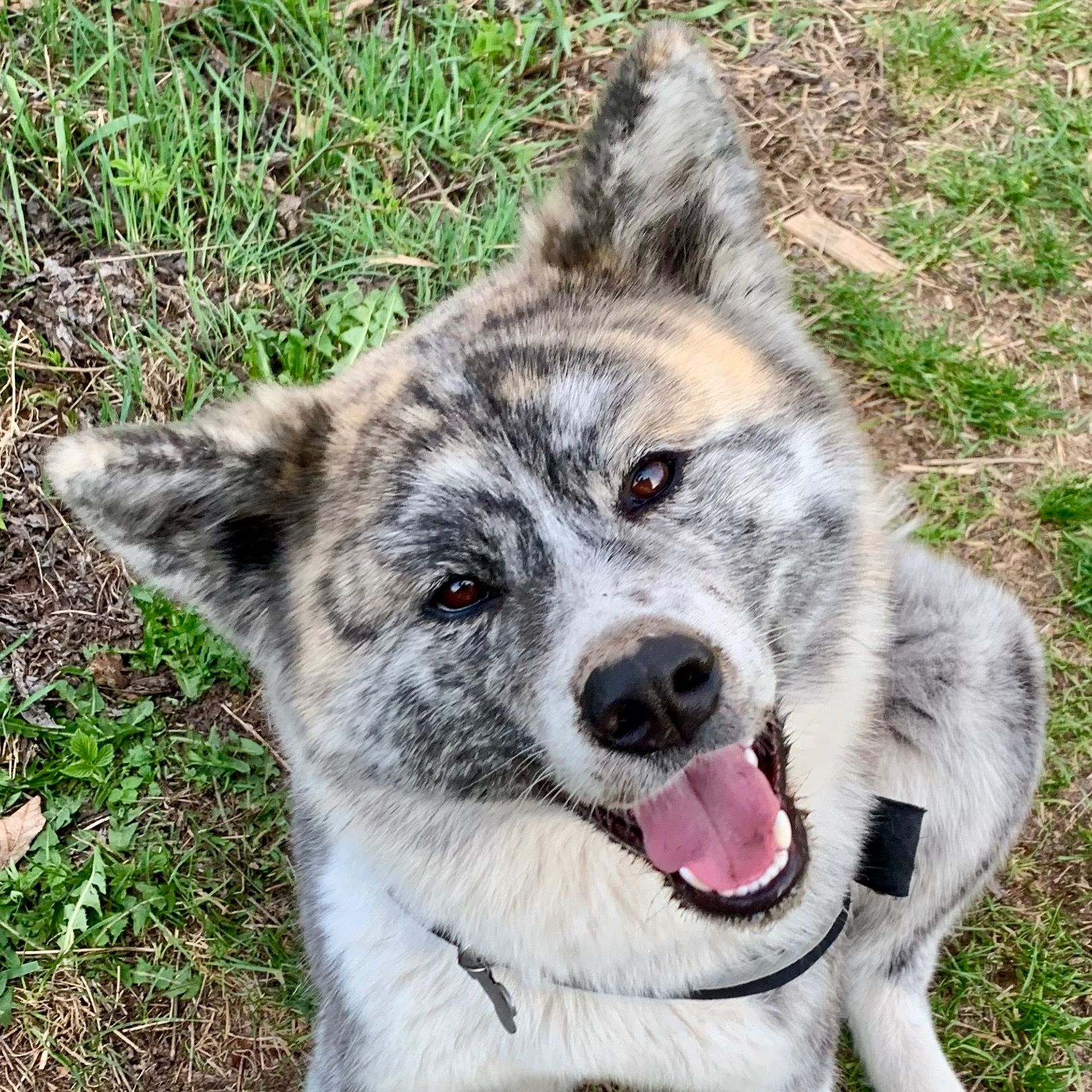 Soutěžní fotografie - Bonnie,  Akita