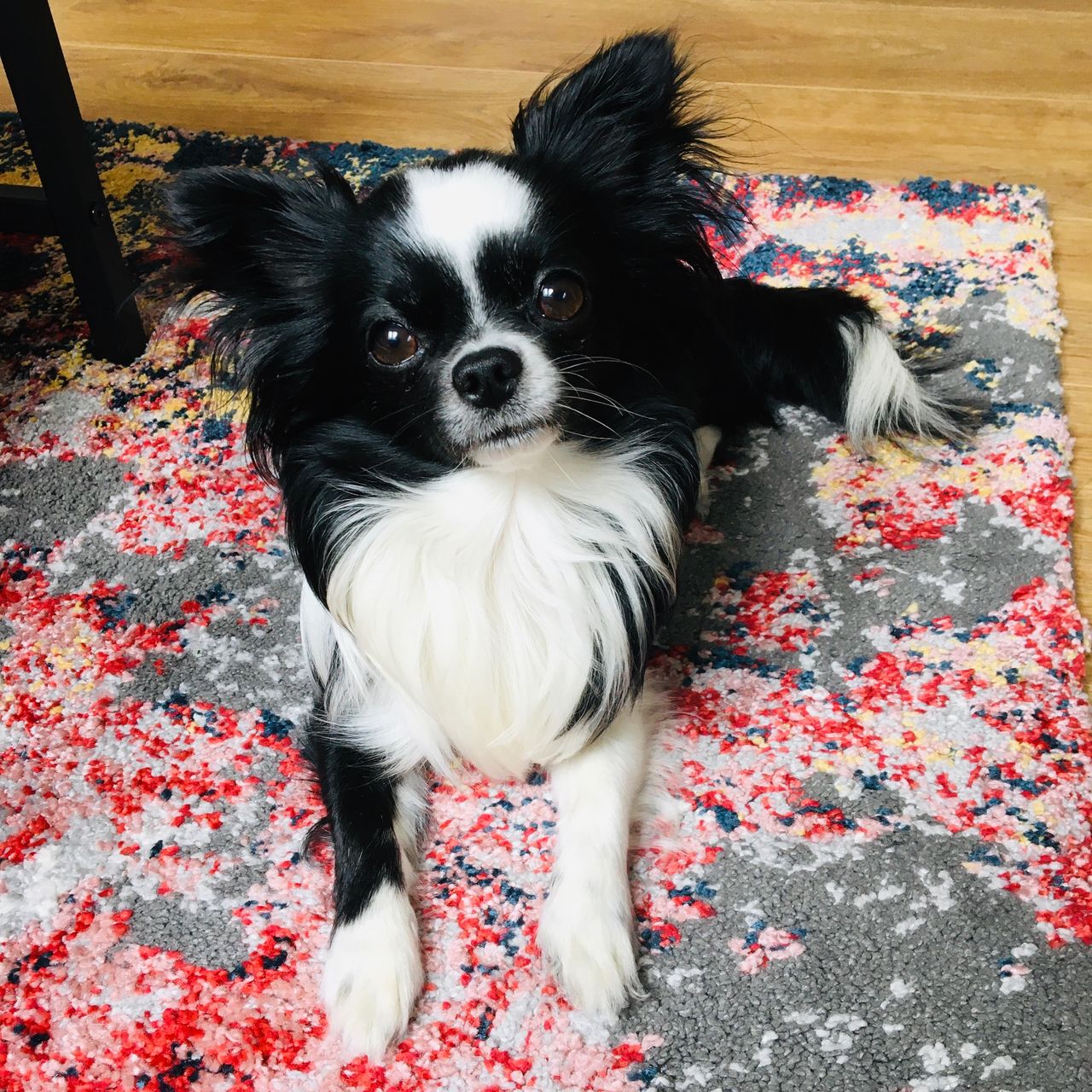 Soutěžní fotografie - Harry,  Čivava dlouhosrstá