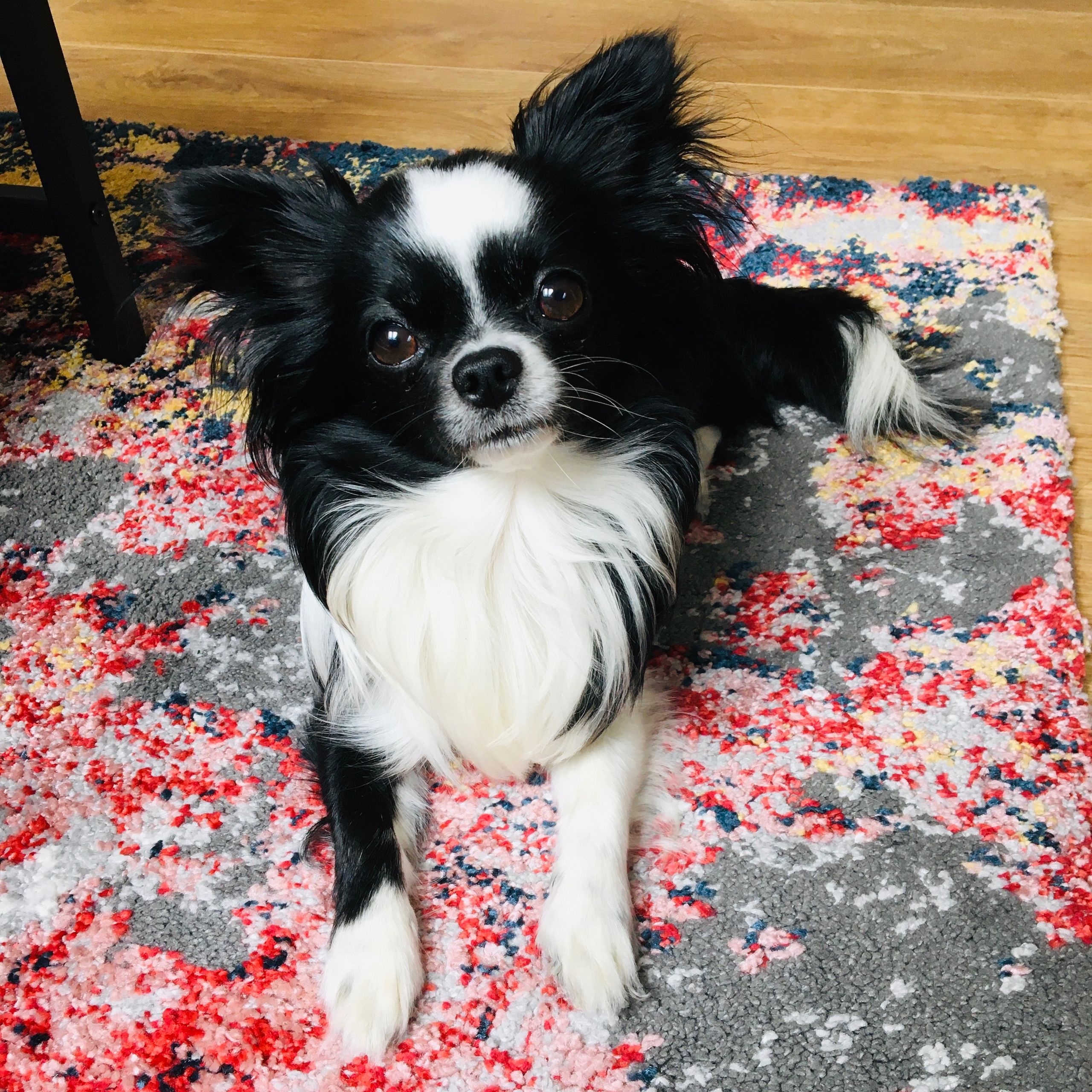 Soutěžní fotografie - Harry,  Čivava dlouhosrstá