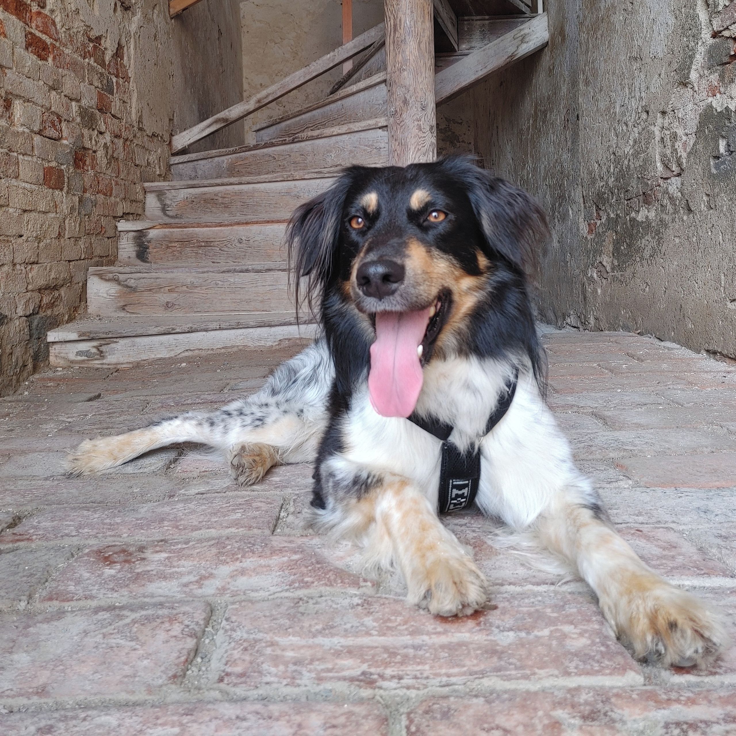 Soutěžní fotografie - Agio,  Český strakatý pes