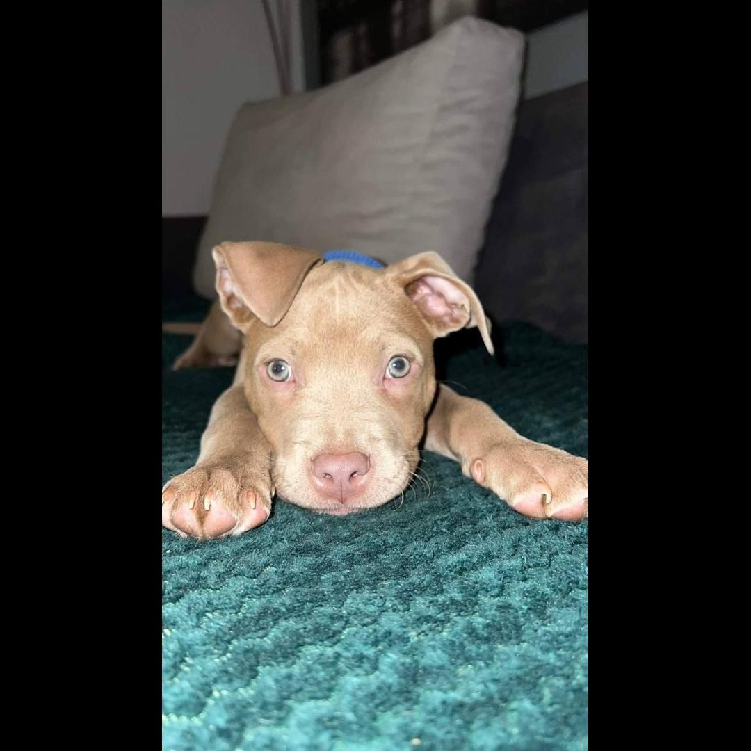 Soutěžní fotografie - Mia,  Stafordšírský bullterier