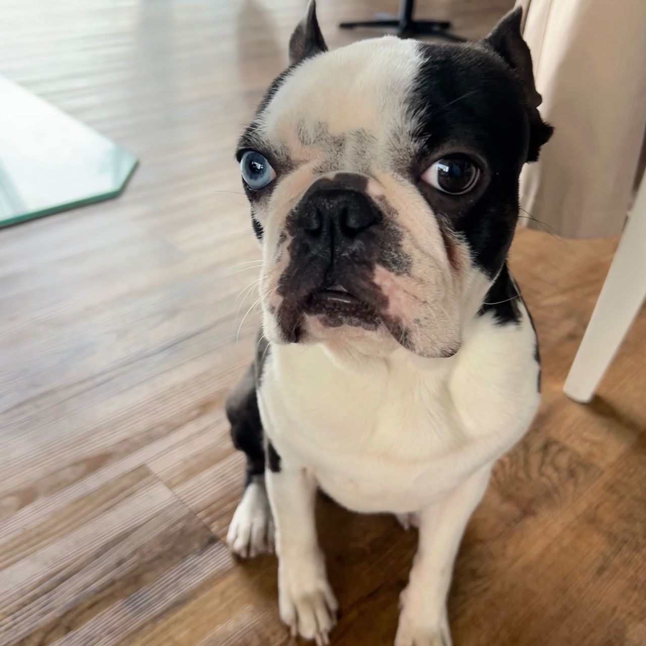 Soutěžní fotografie - Max,  Bostonský terier