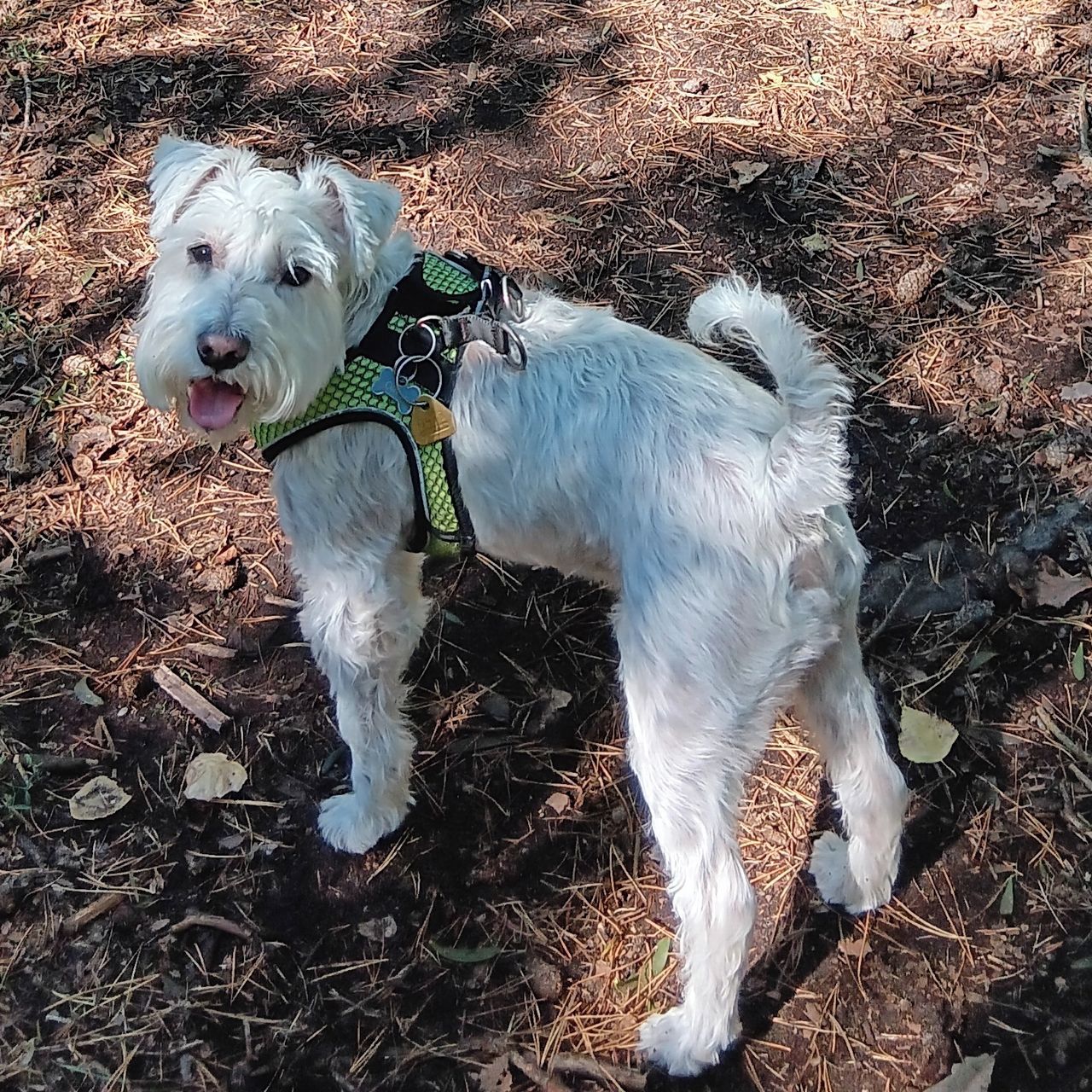 Soutěžní fotografie - Oliver,  Ostatní