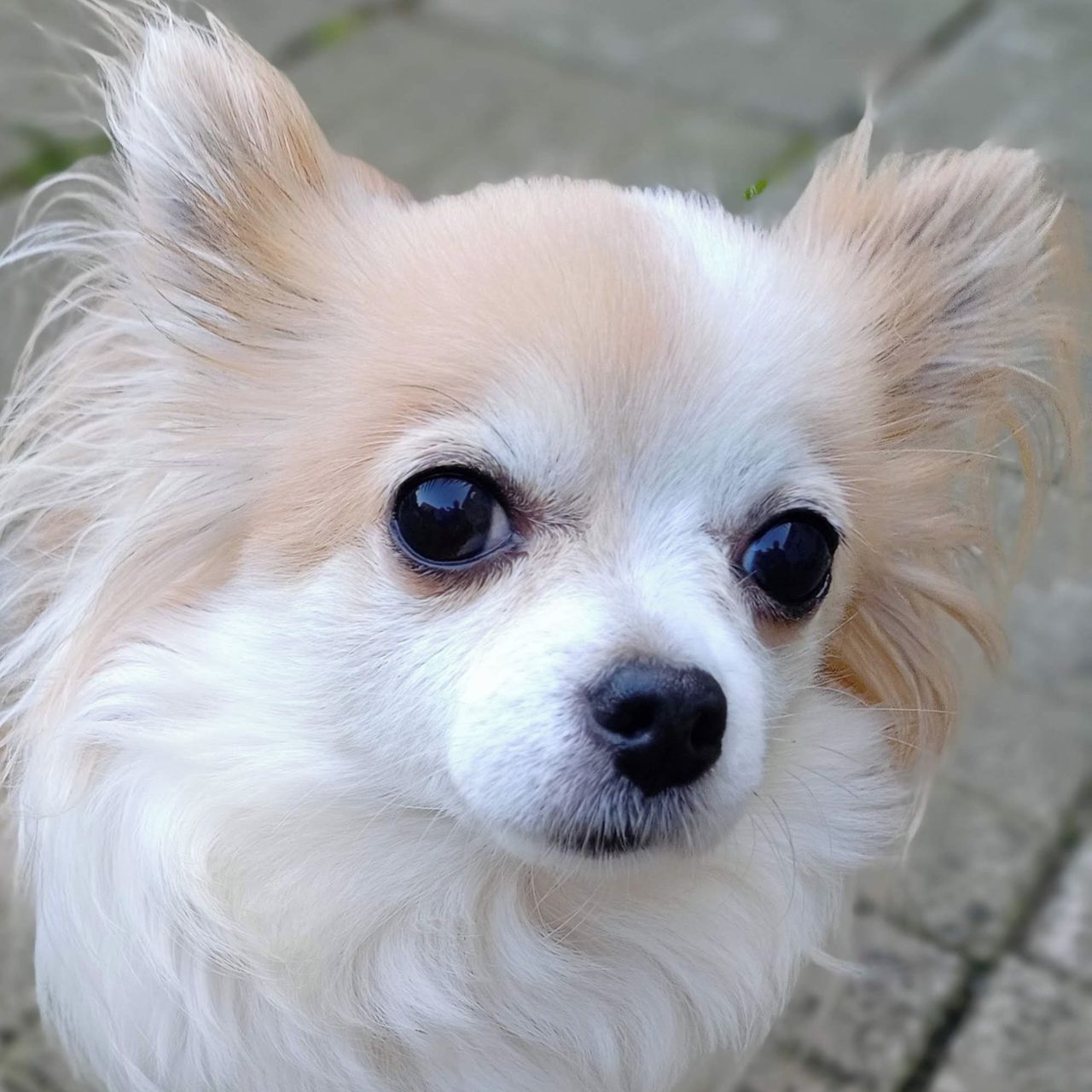 Soutěžní fotografie - Leila,  Čivava dlouhosrstá