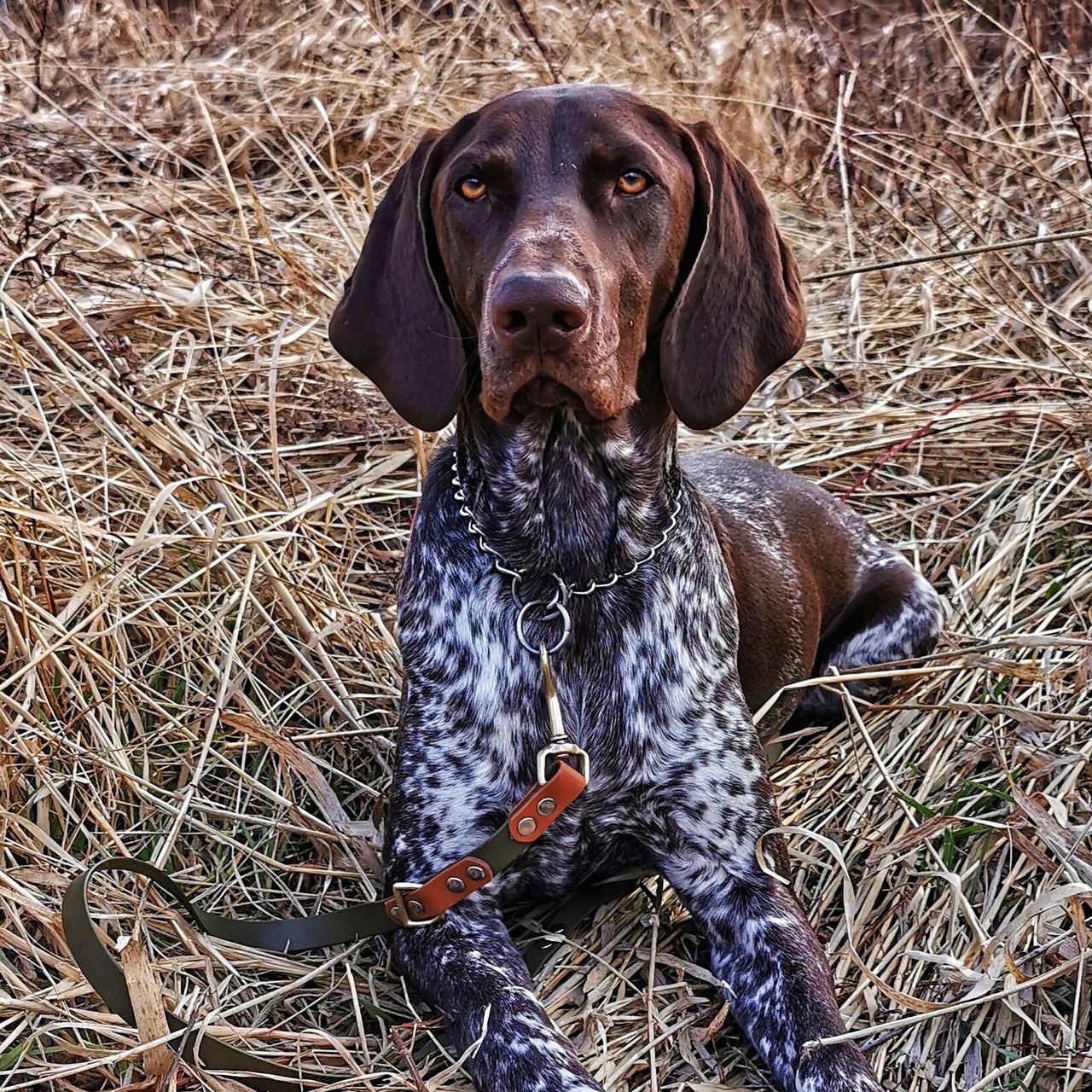 Soutěžní fotografie - Eimie,  Německý ohař krátkosrstý