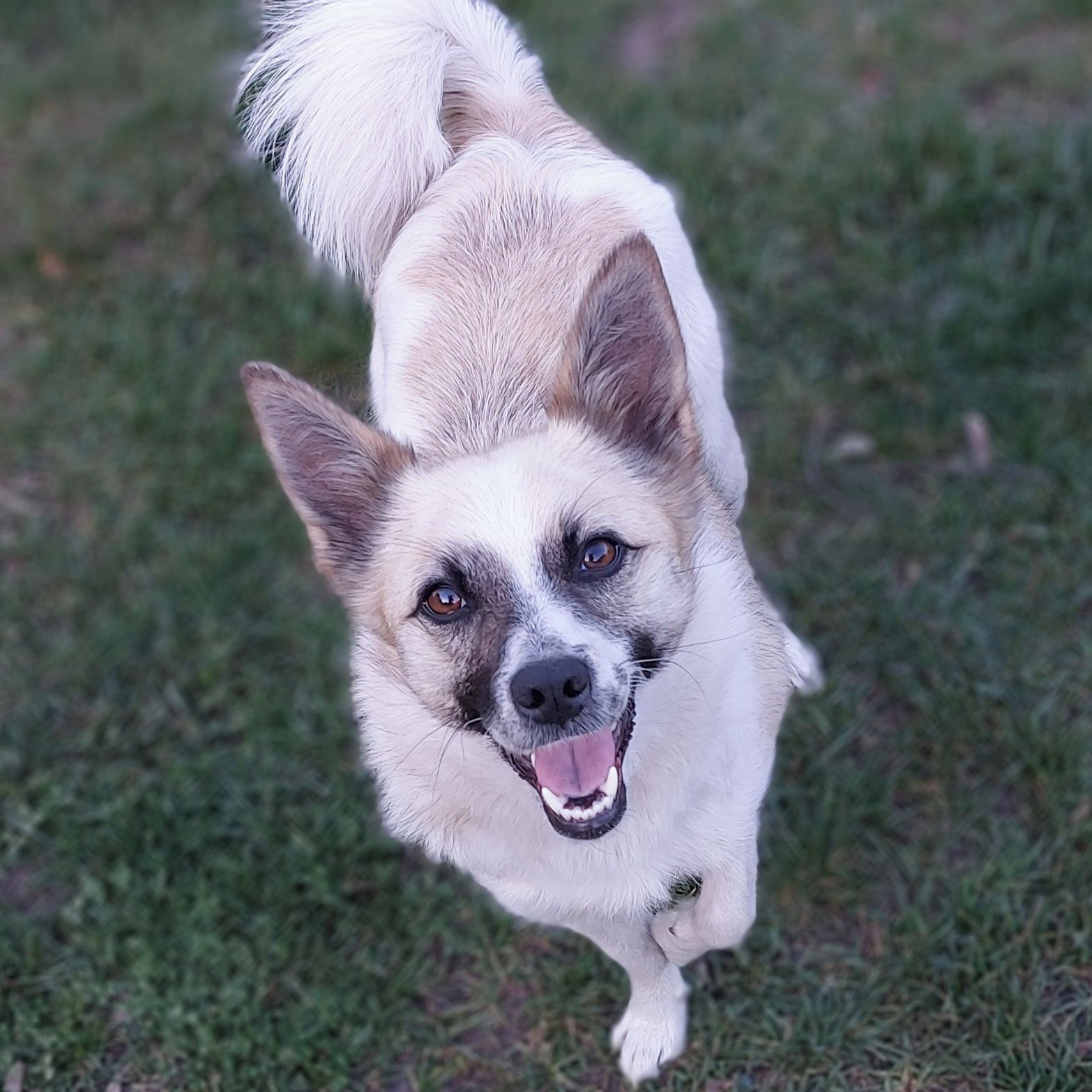 Soutěžní fotografie - Foxy,  Ostatní