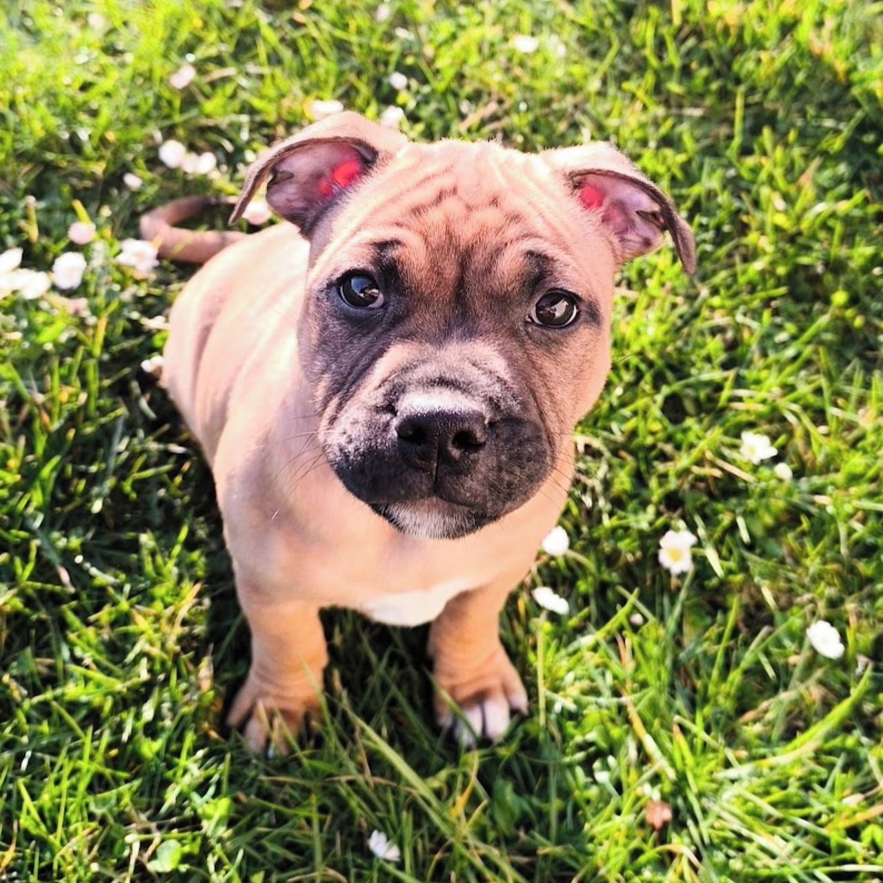 Soutěžní fotografie - Antonín,  Stafordšírský bullterier