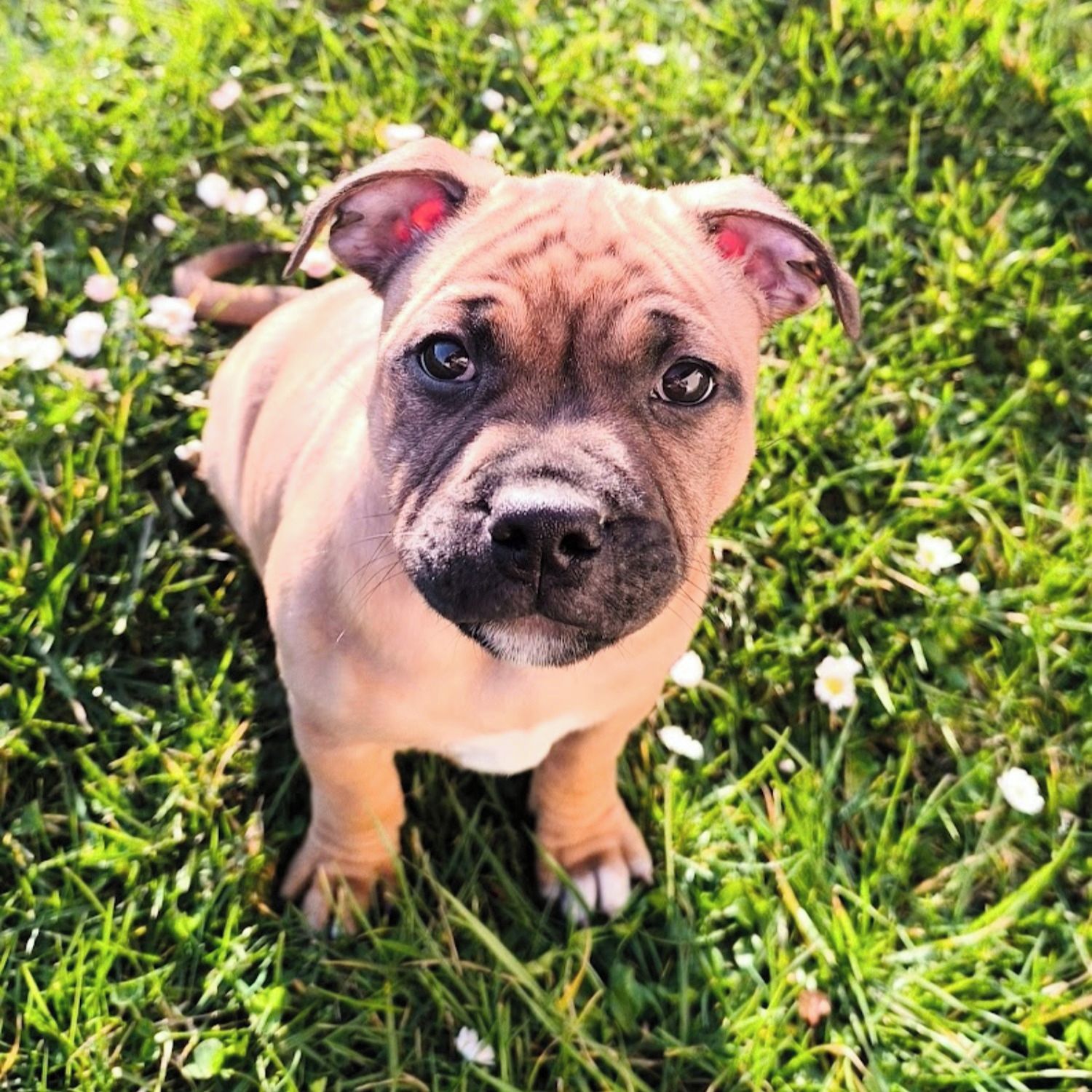 Soutěžní fotografie - Antonín,  Stafordšírský bullterier