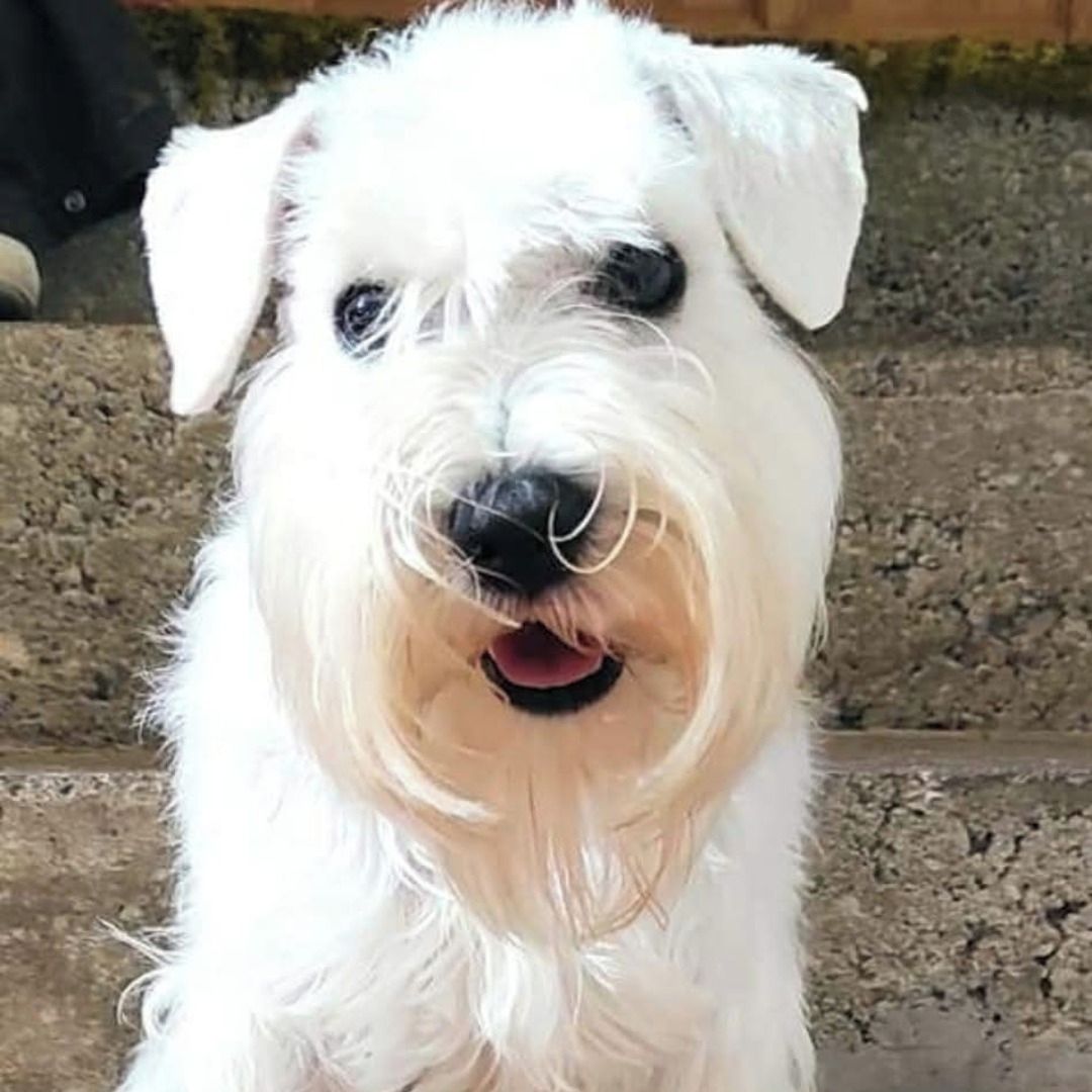 Soutěžní fotografie - Fanny,  Knírač malý