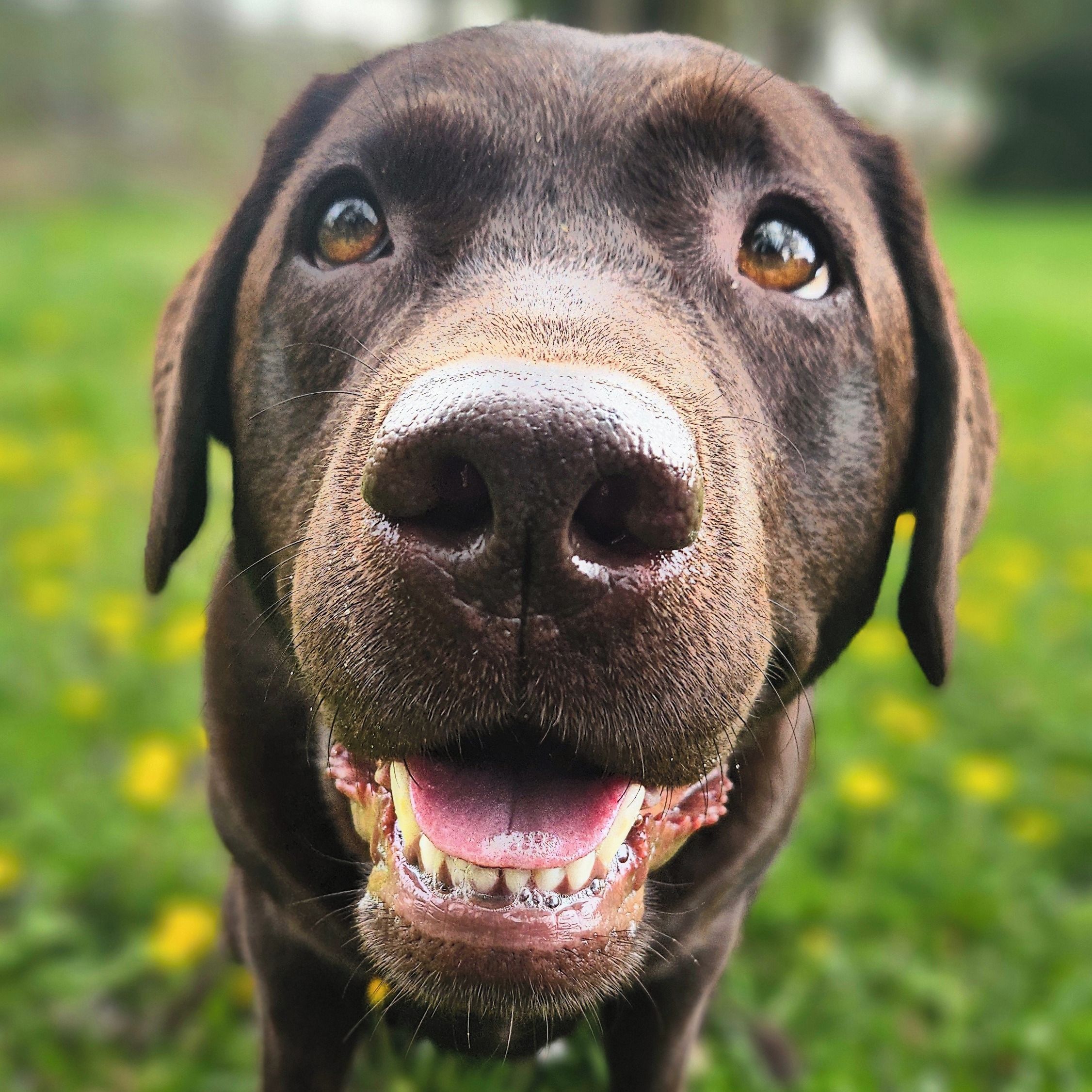 Soutěžní fotografie - Trixie,  Labradorský retriever