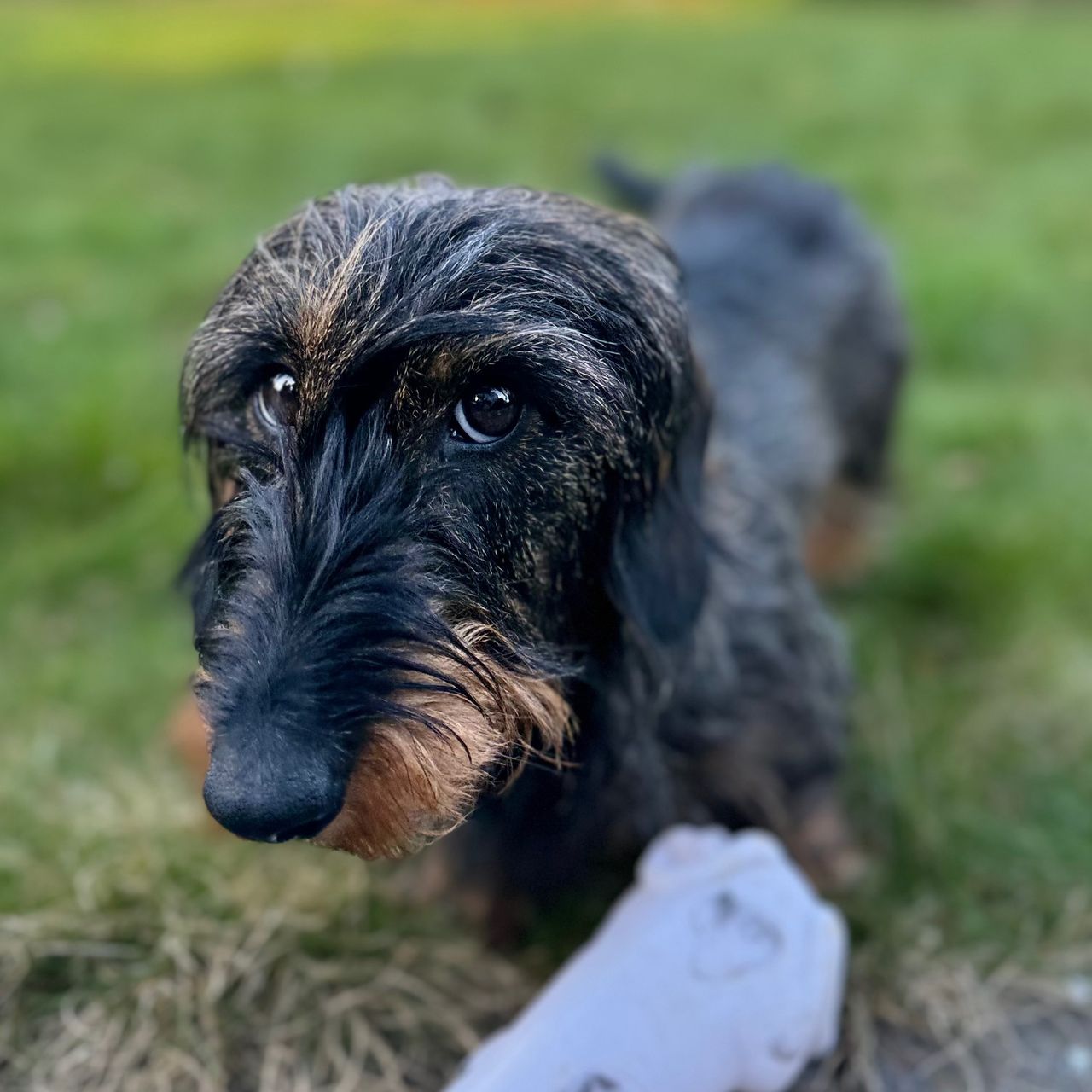 Soutěžní fotografie - Vikinka,  Jezevčík