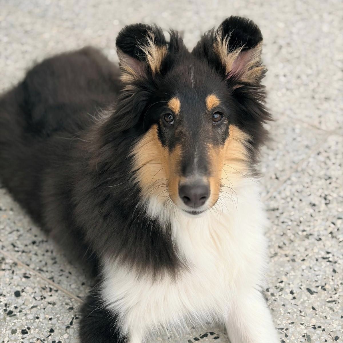 Soutěžní fotografie - Alfréd,  Kolie dlouhosrstá