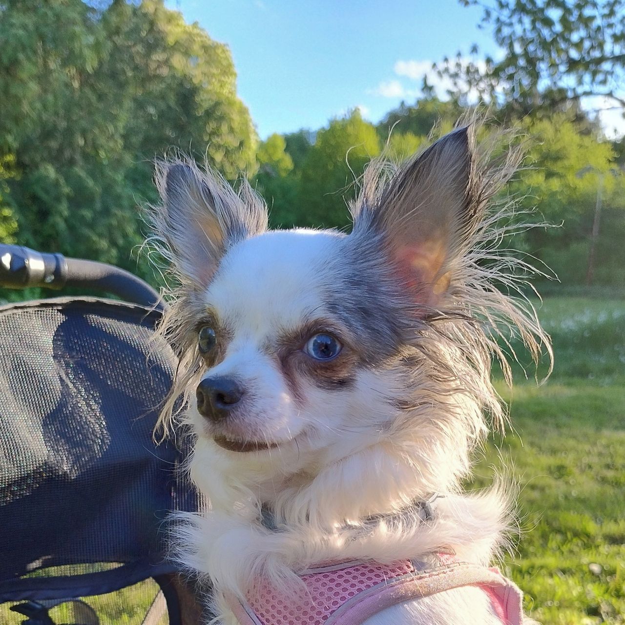 Soutěžní fotografie - Julia,  Čivava