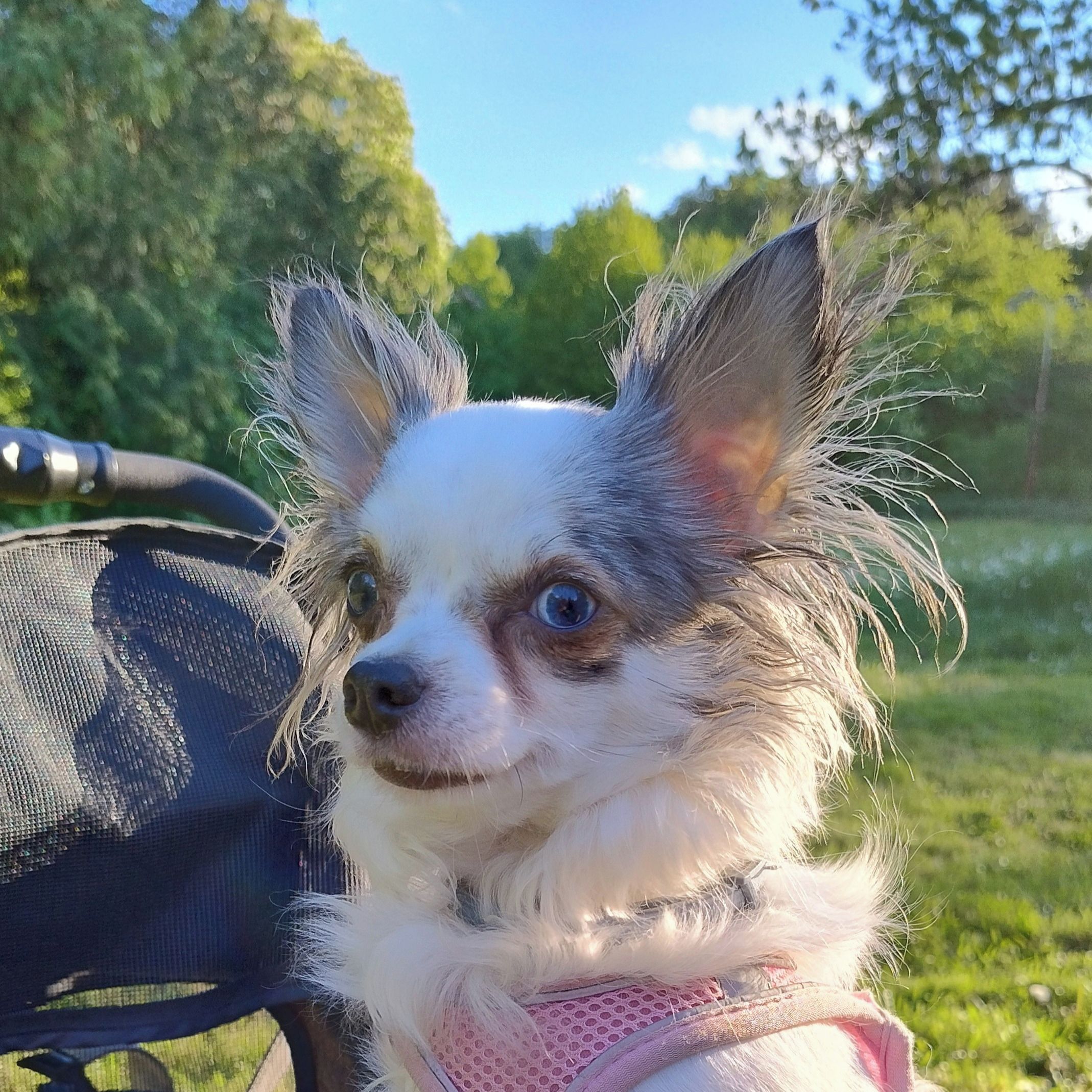 Soutěžní fotografie - Julia,  Čivava