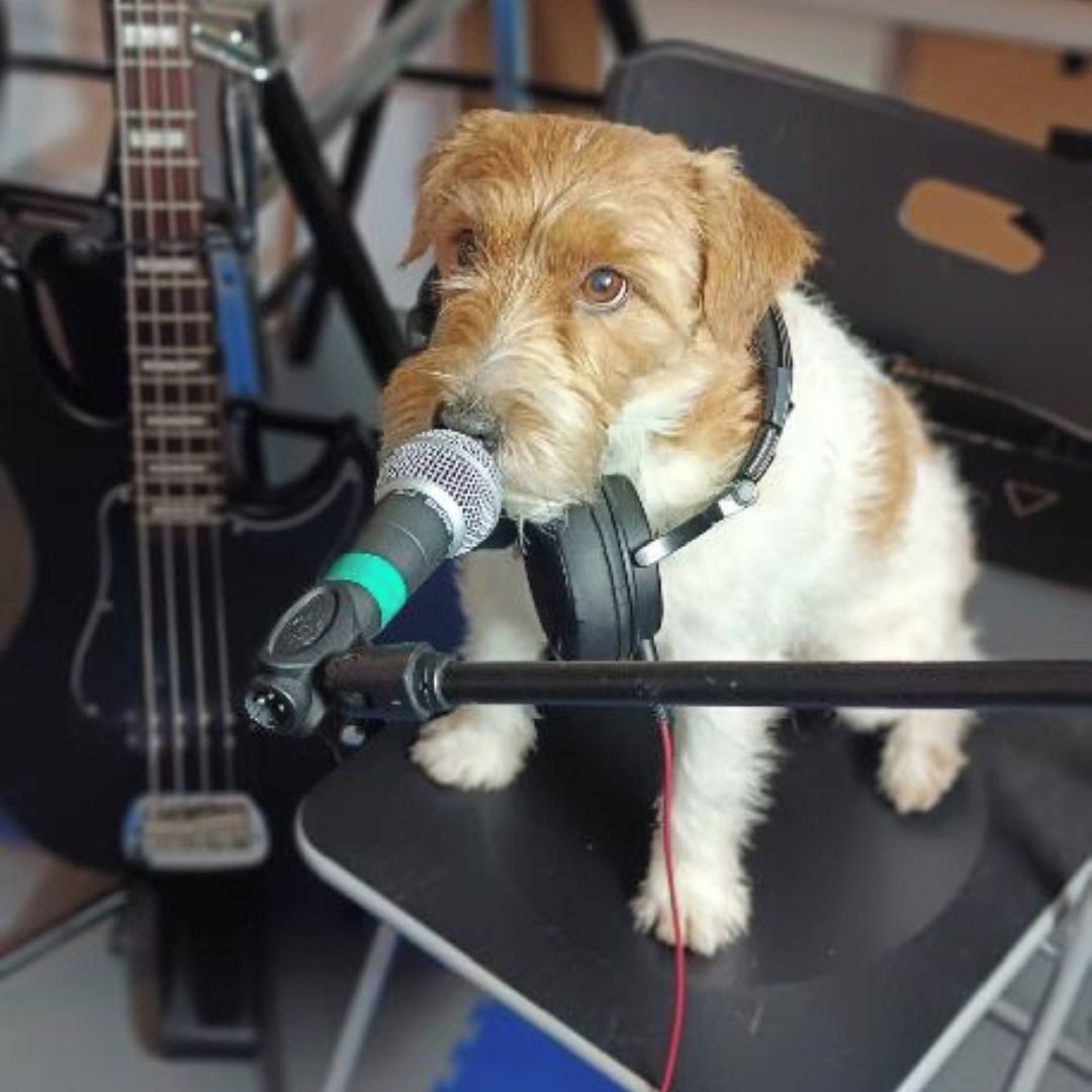 Soutěžní fotografie - Eddie,  Jack Russell Teriér