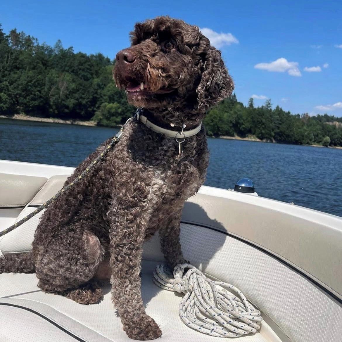 Soutěžní fotografie - Andy,  Lagotto romagnolo
