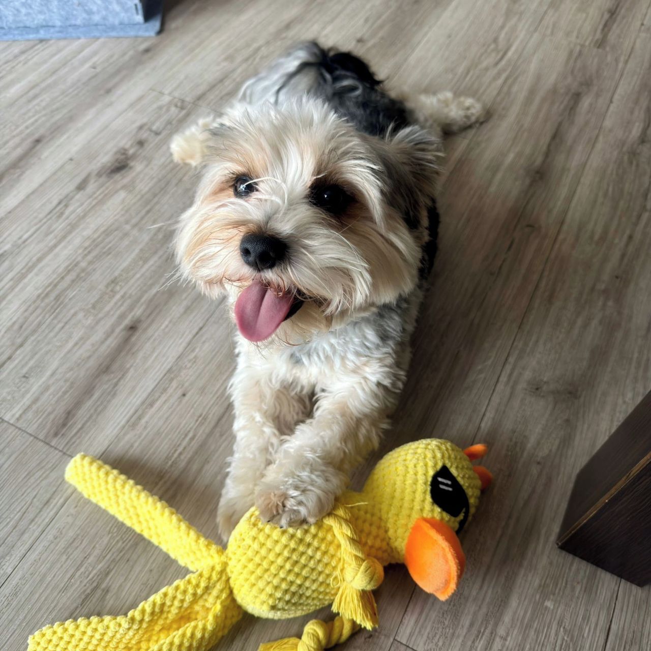 Soutěžní fotografie - Maxík,  Yorkšírský terier