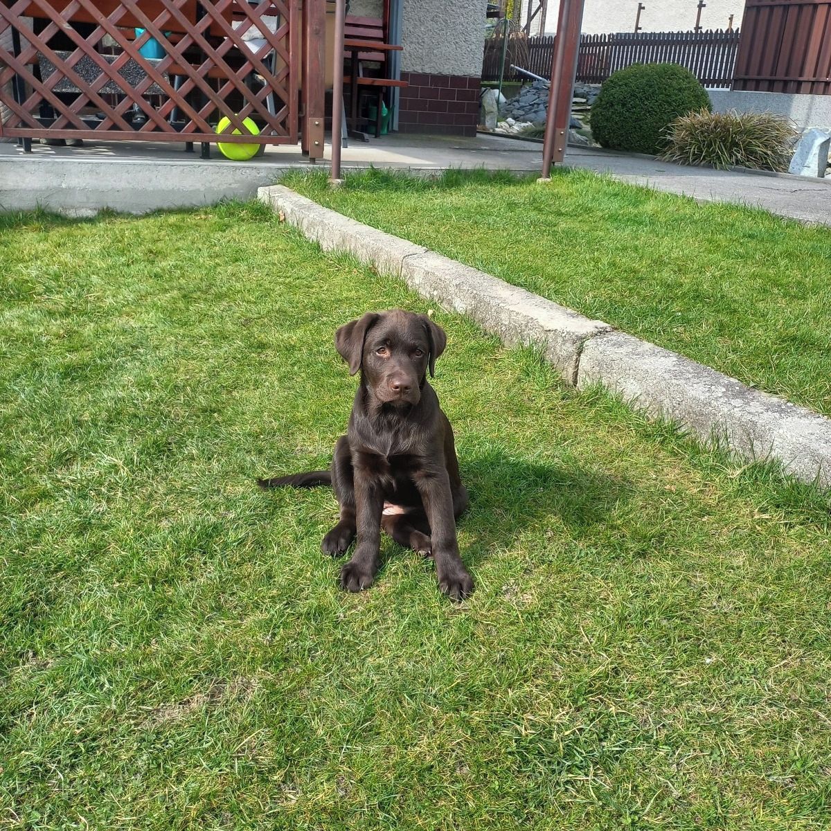 Soutěžní fotografie - Gigi,  Labradorský retriever