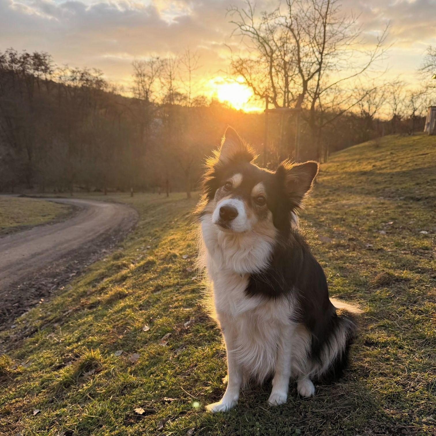 Soutěžní fotografie - Kessie,  Border kolie