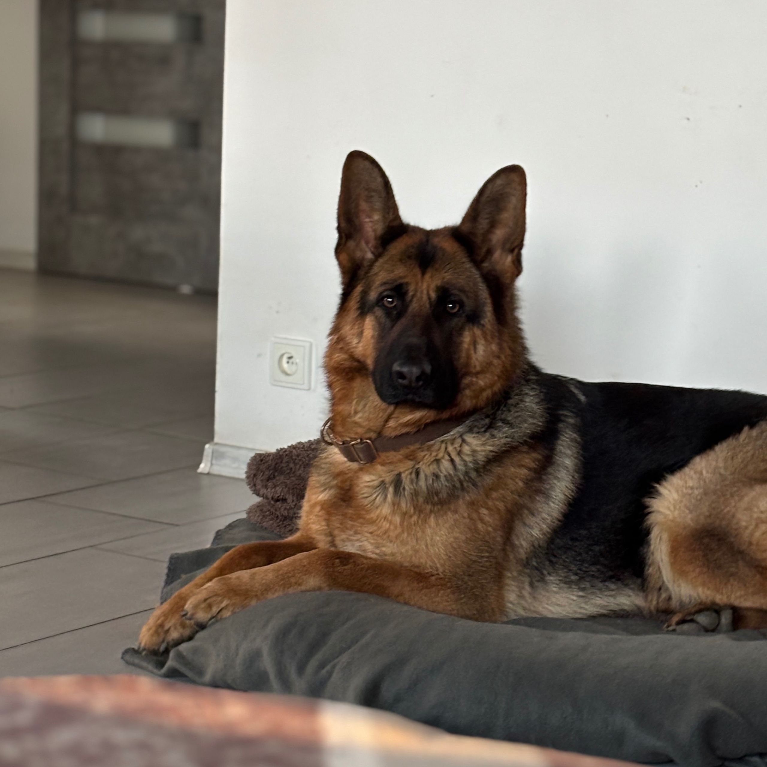 Soutěžní fotografie - AstaRitavel,  Německý ovčák