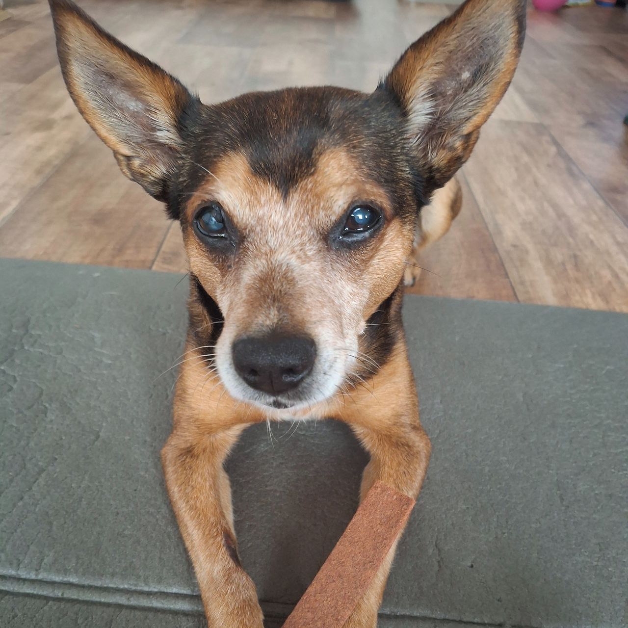 Soutěžní fotografie - Ronicek,  Německý pinč