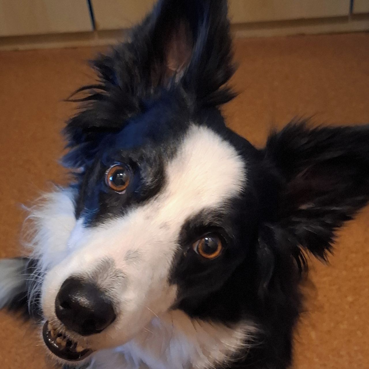 Soutěžní fotografie - Lili,  Border kolie