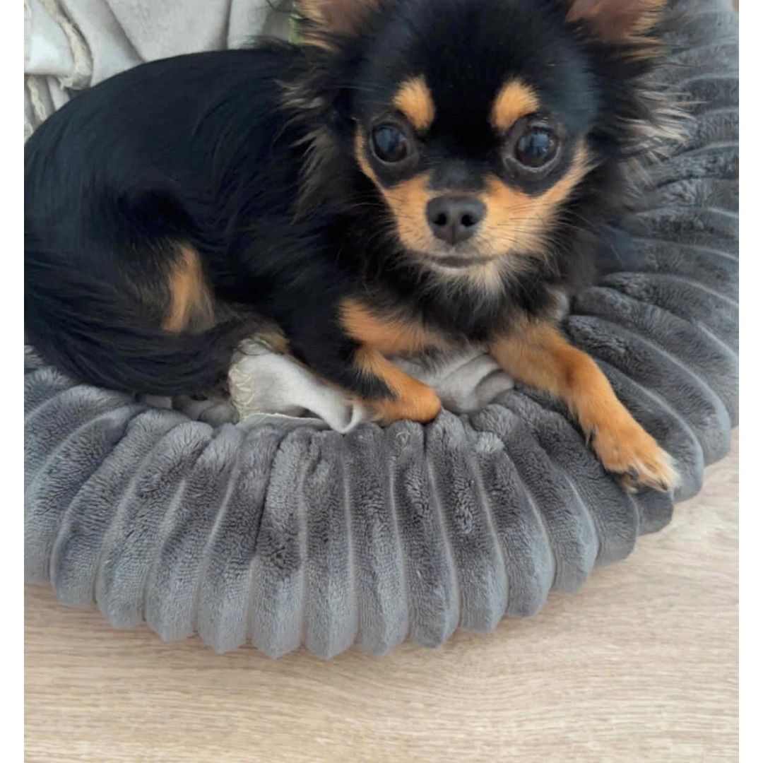 Soutěžní fotografie - Monty,  Čivava