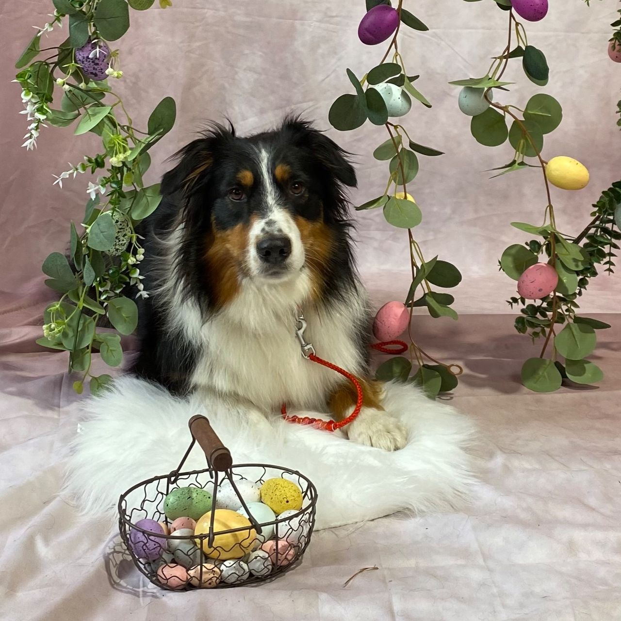 Soutěžní fotografie - Brownie,  Australský ovčák