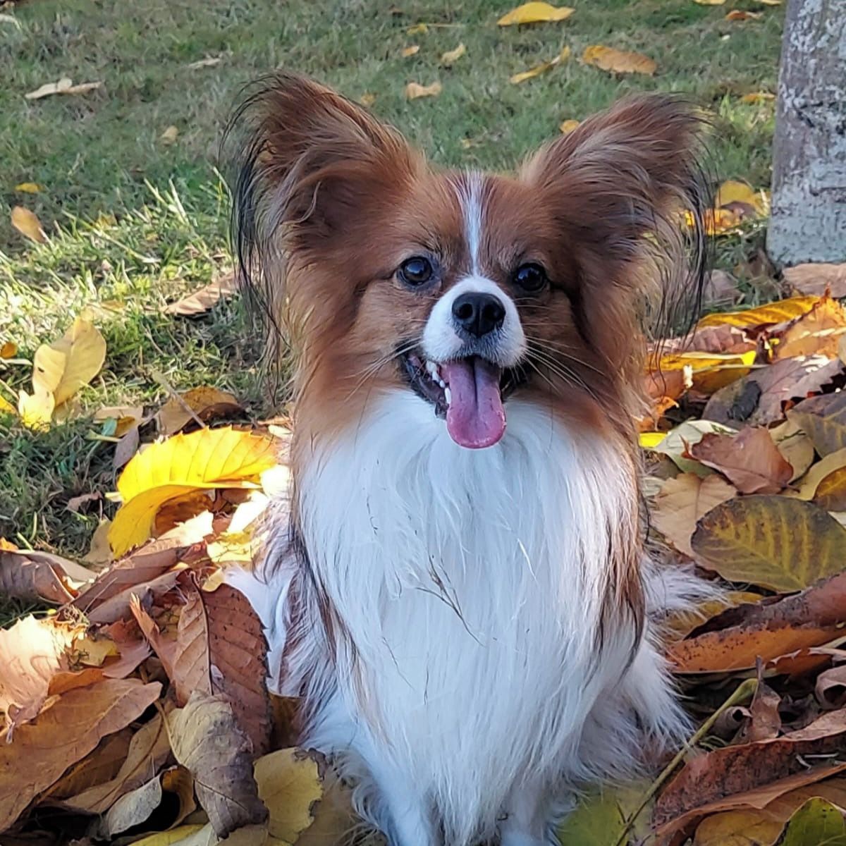 Soutěžní fotografie - Timmy,  Papillon