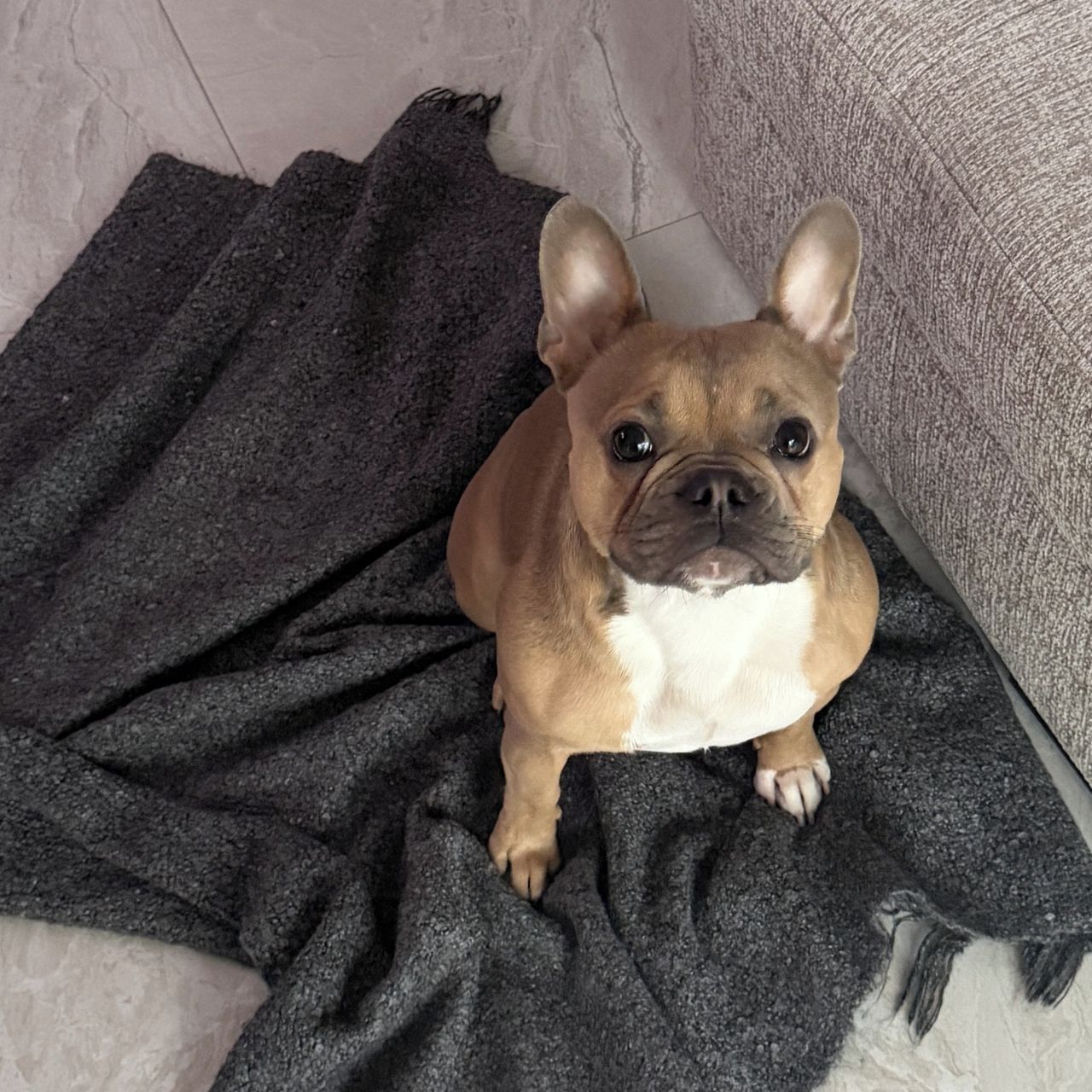 Soutěžní fotografie - Cherry,  Francouzský buldoček