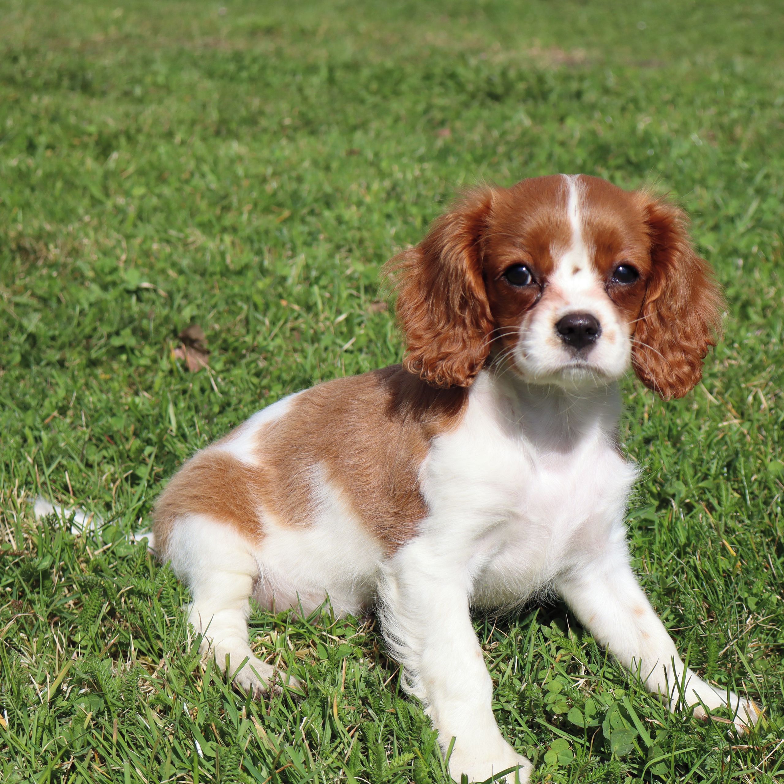 Soutěžní fotografie - Kraftík,  Kavalír King Charles španěl
