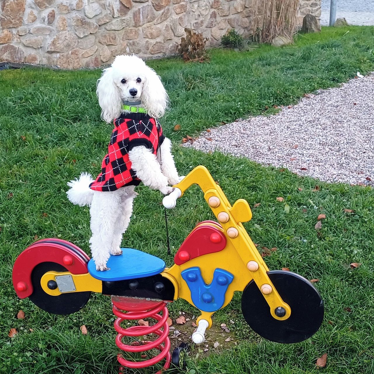 Soutěžní fotografie - Sunny,  Pudl