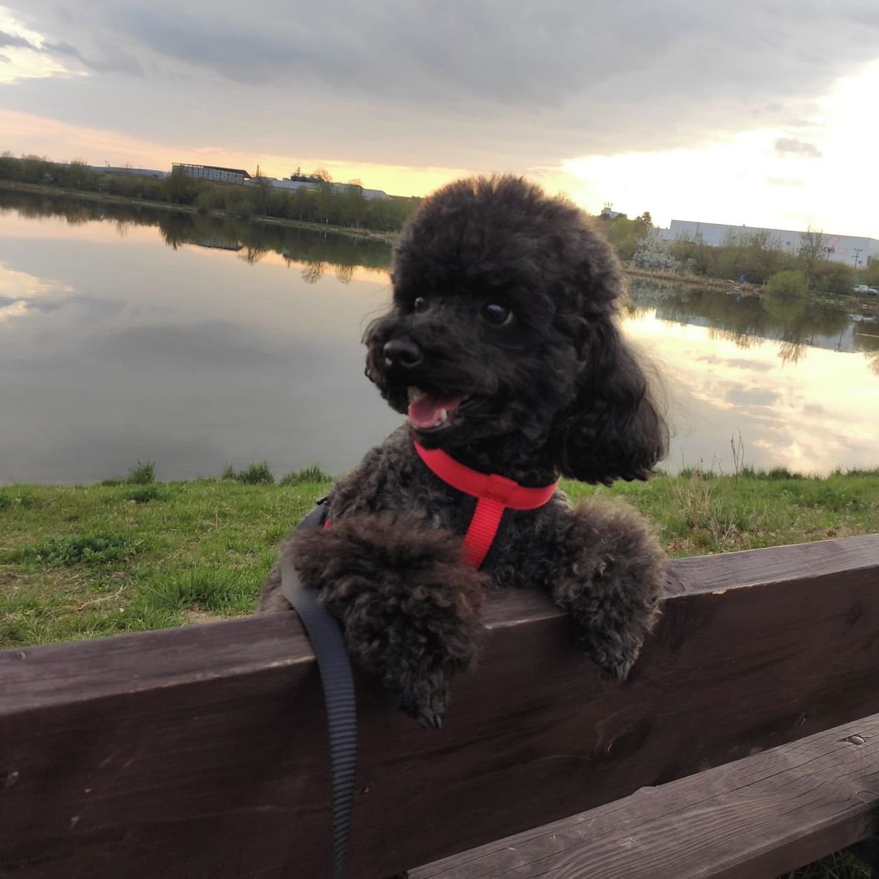 Soutěžní fotografie - Tobiášek,  Pudl