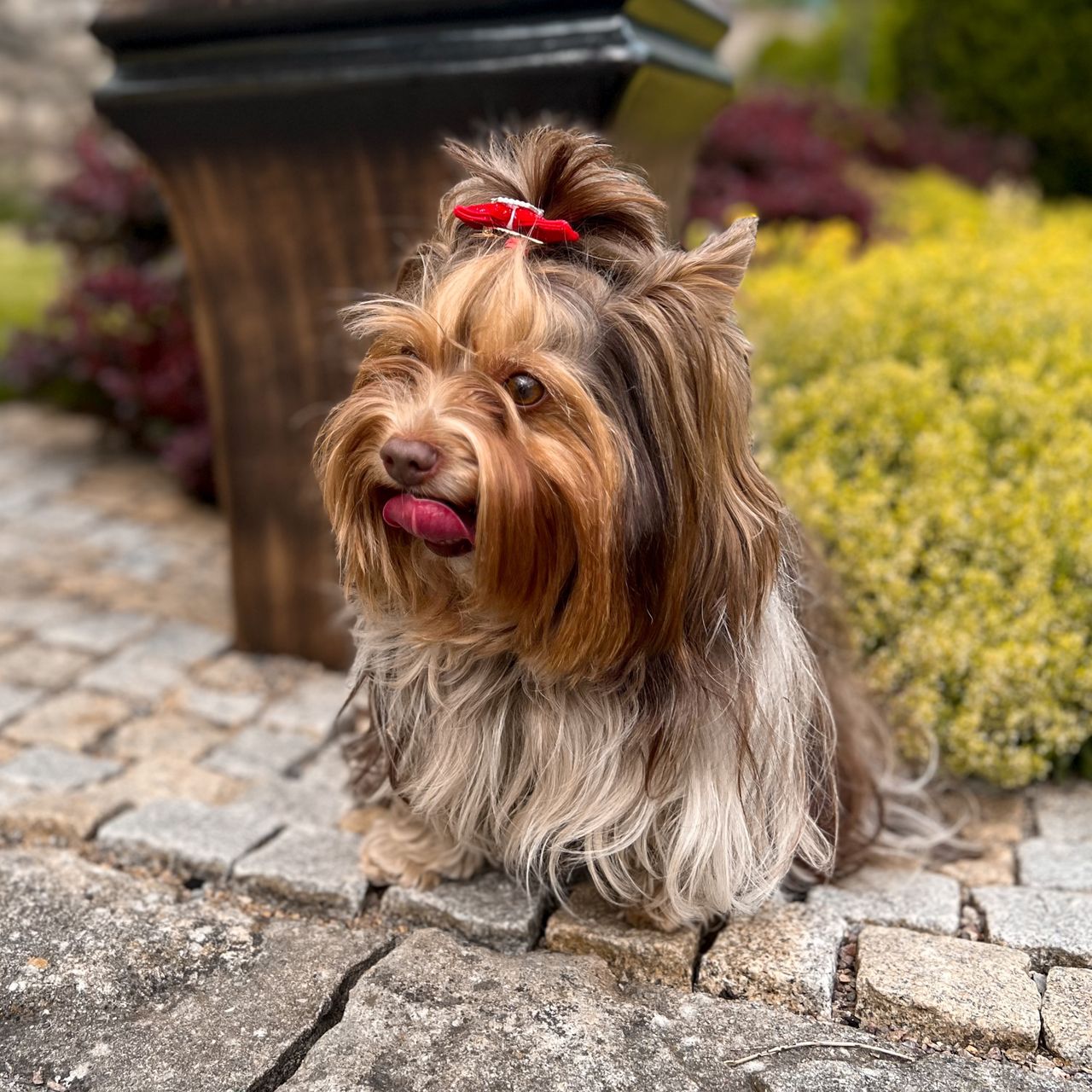 Soutěžní fotografie - Valerie,  Yorkšírský terier